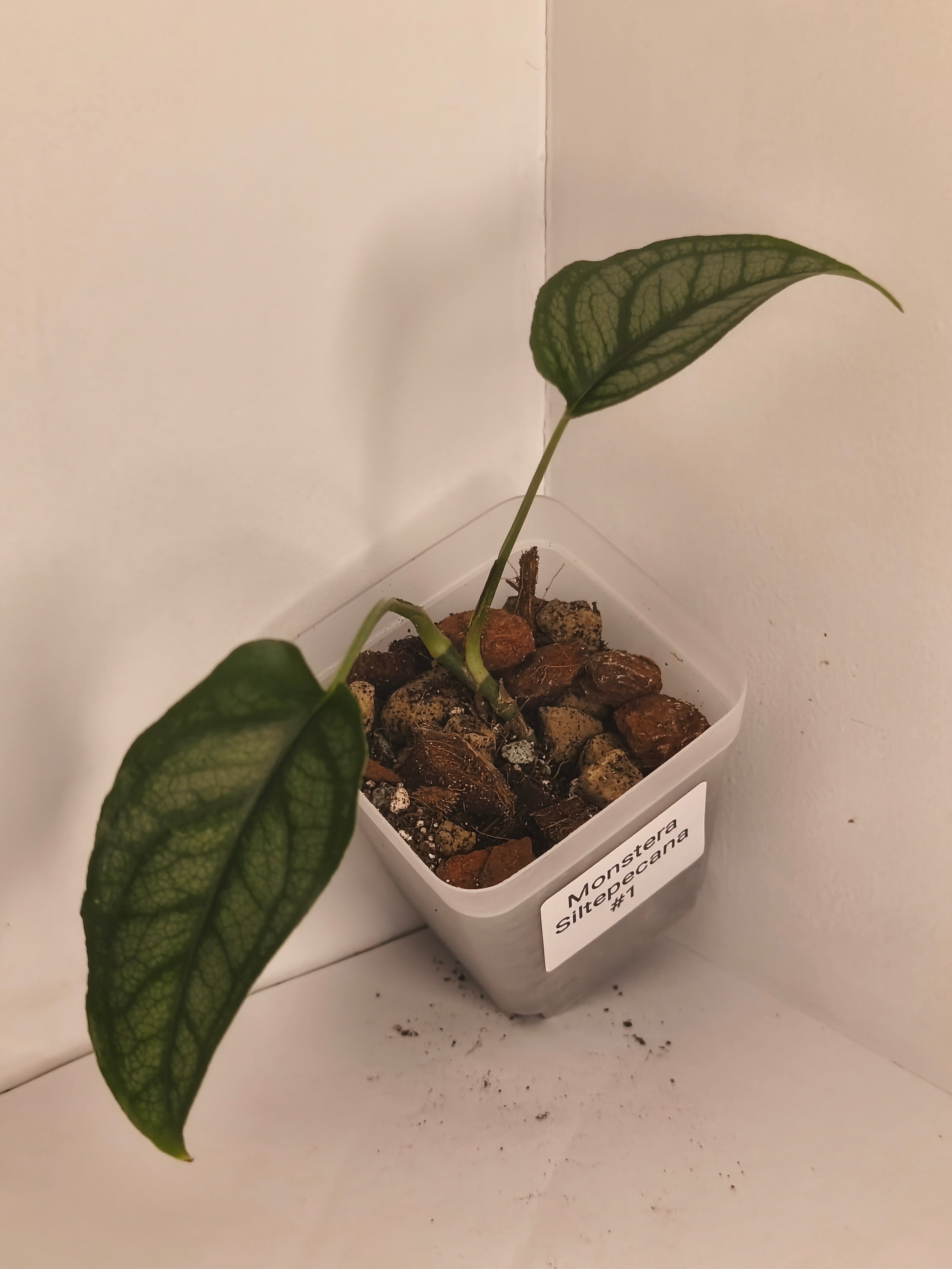Monstera Siltepecana #1