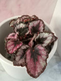 Begonia Red Heart #8