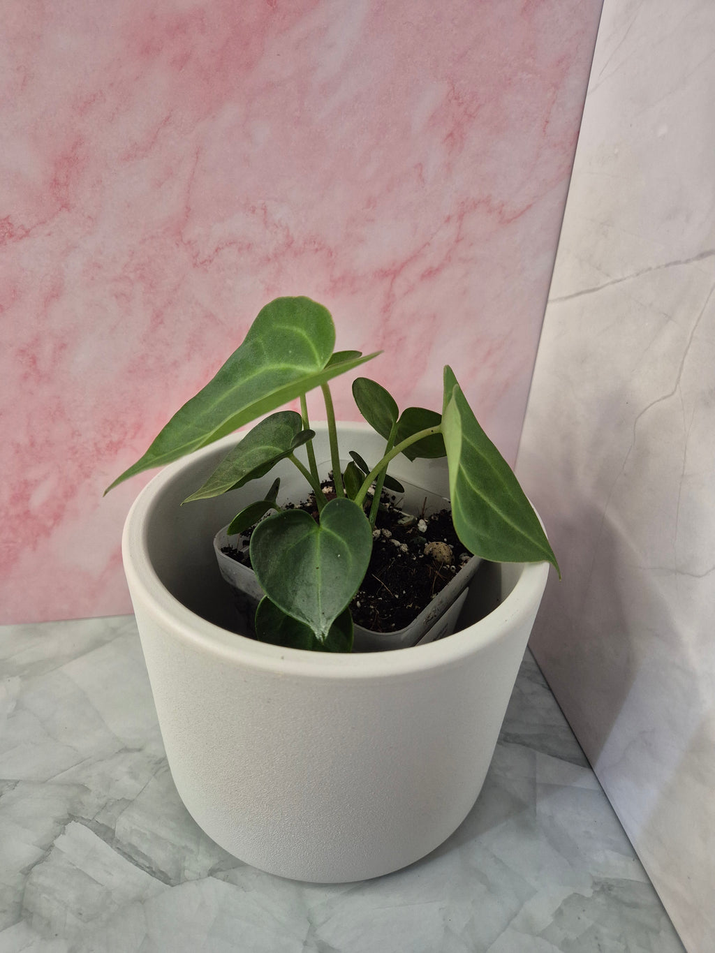 Anthurium Clarinervium #1