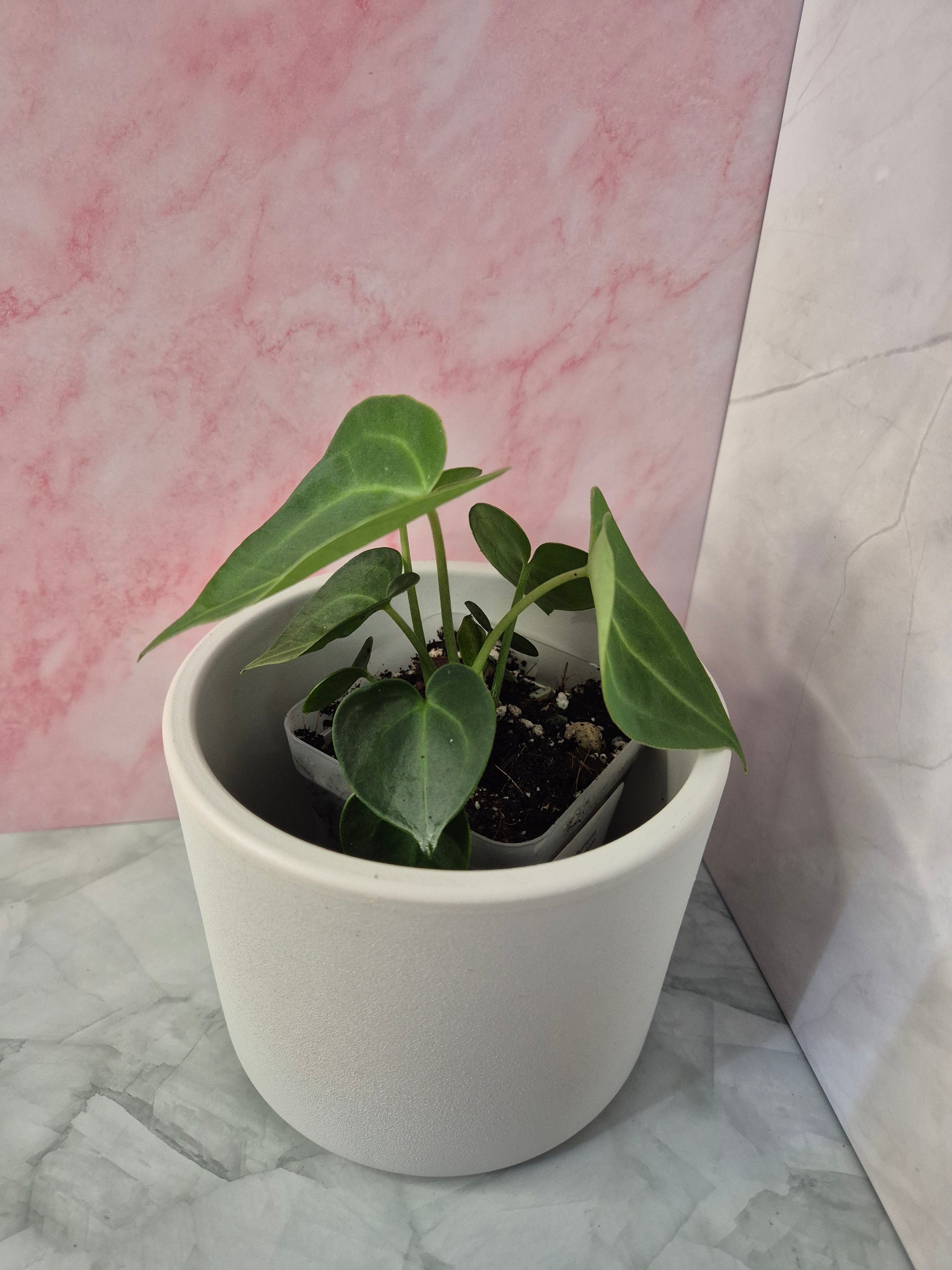 Anthurium Clarinervium #1