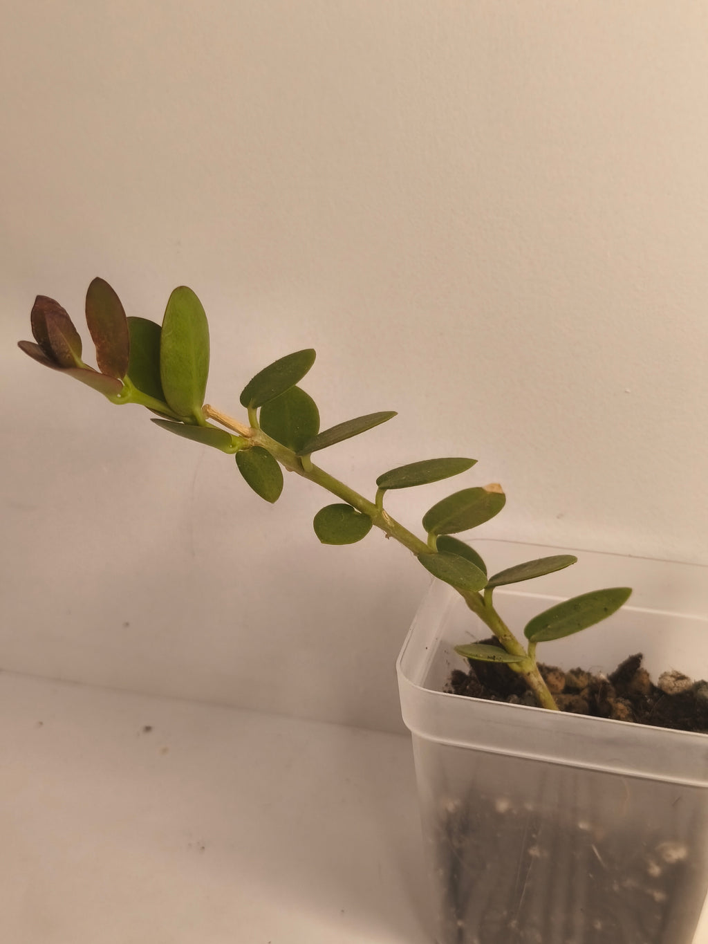 Hoya Cumingiana #2