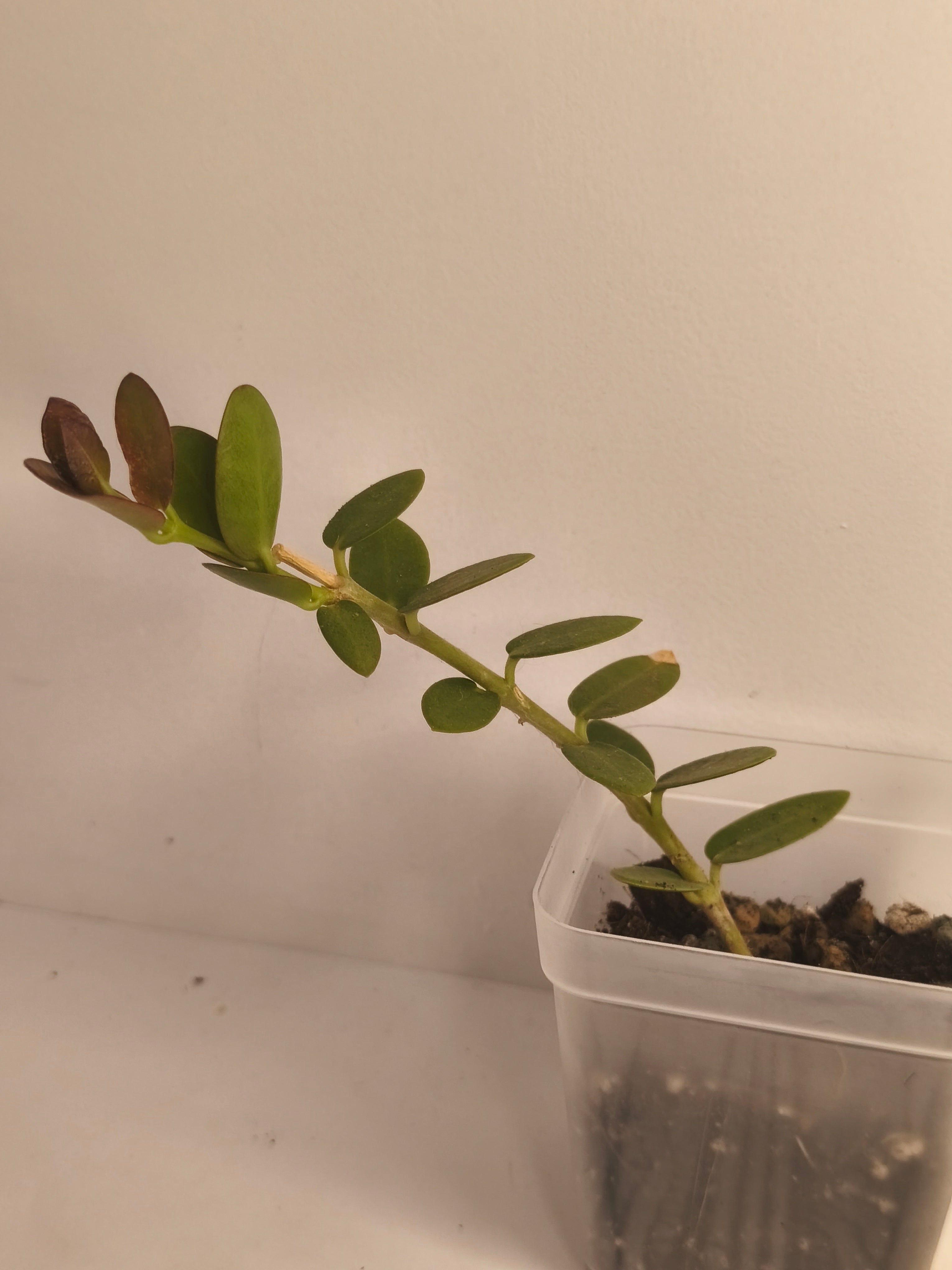 Hoya Cumingiana #2
