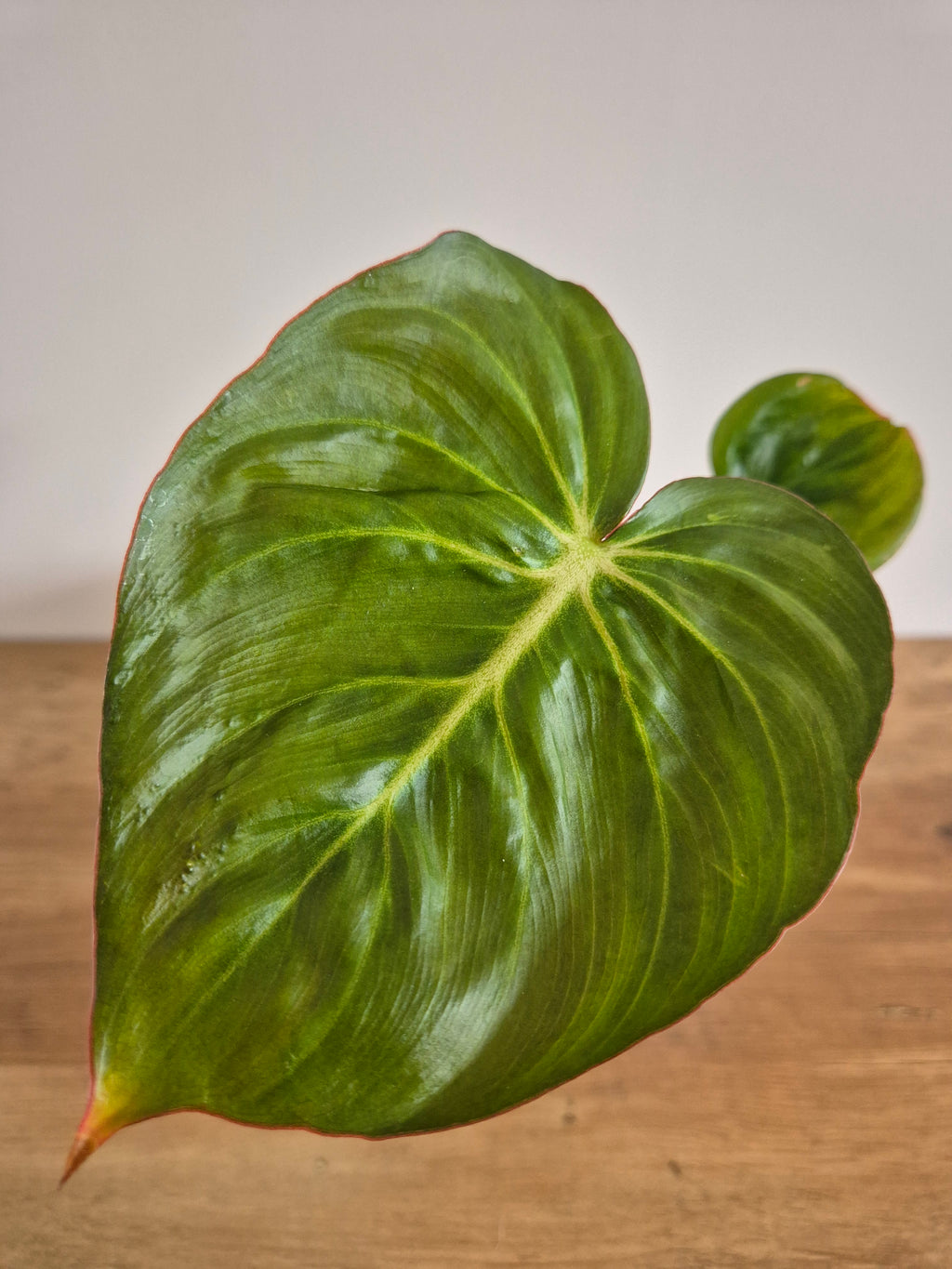 Philodendron McDowell #1