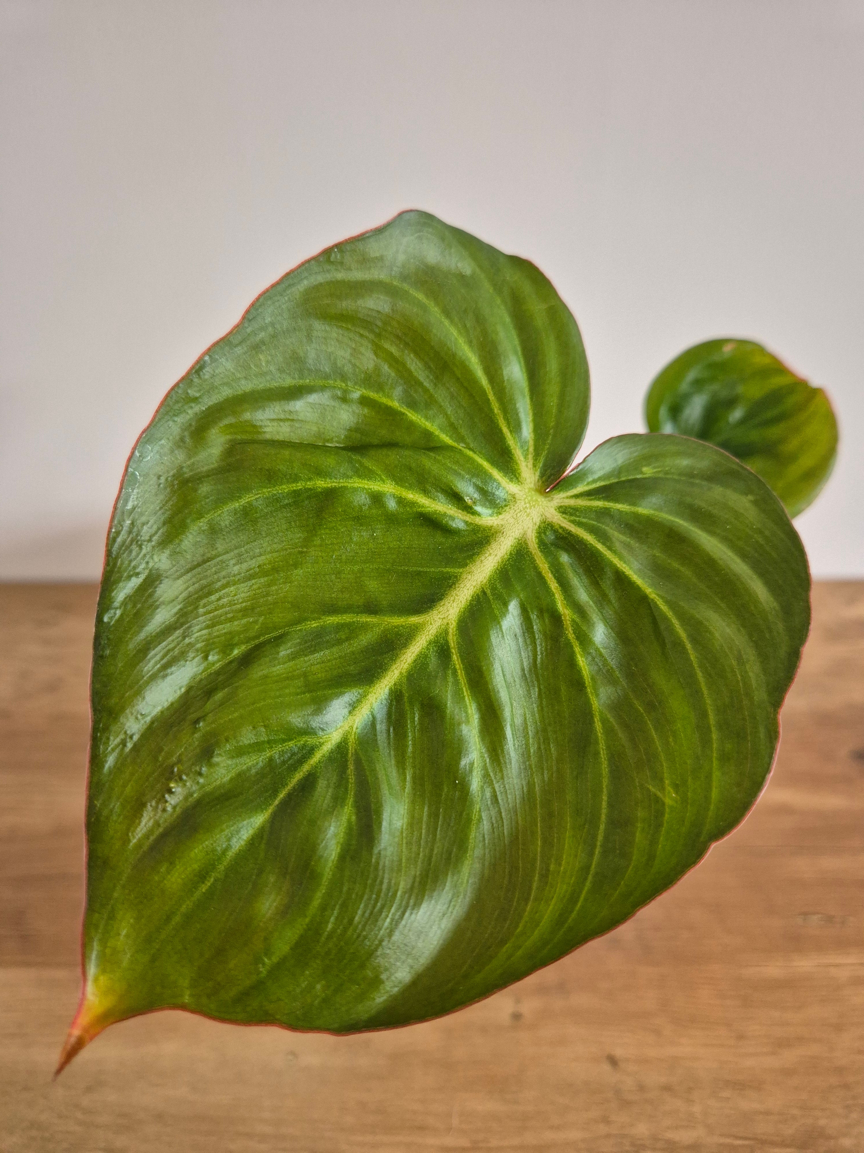 Philodendron McDowell #1