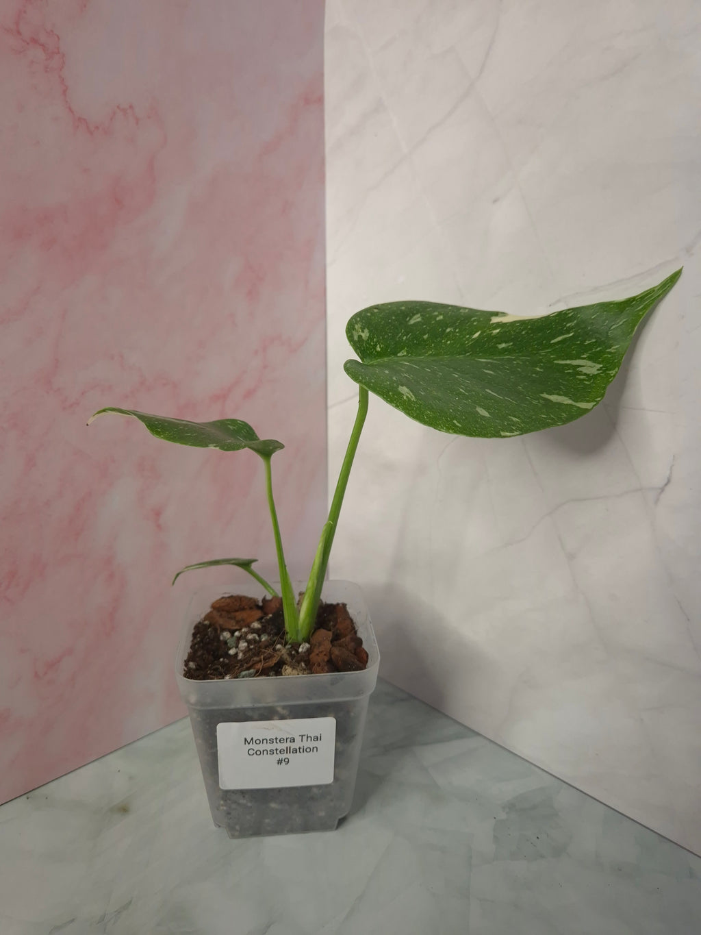 Monstera Thai Constellation #9