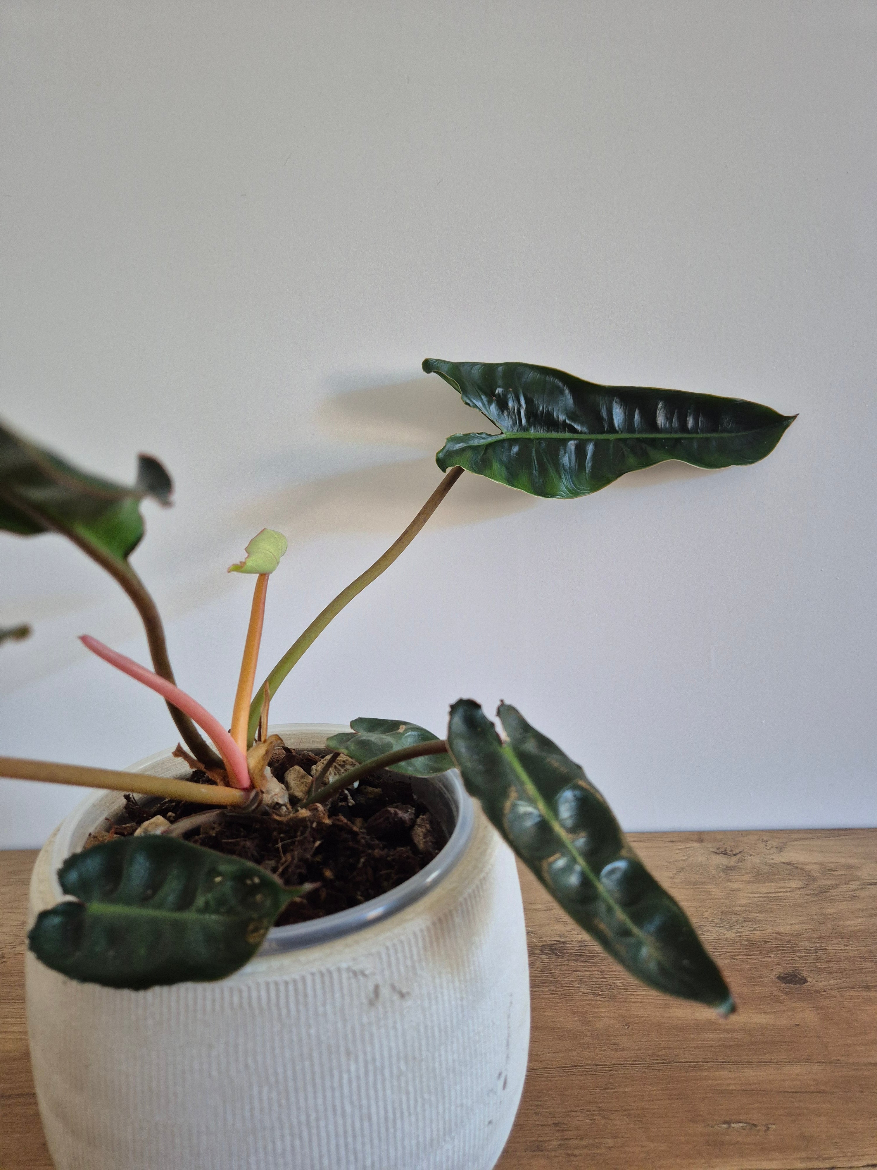 Philodendron Billietiae #2