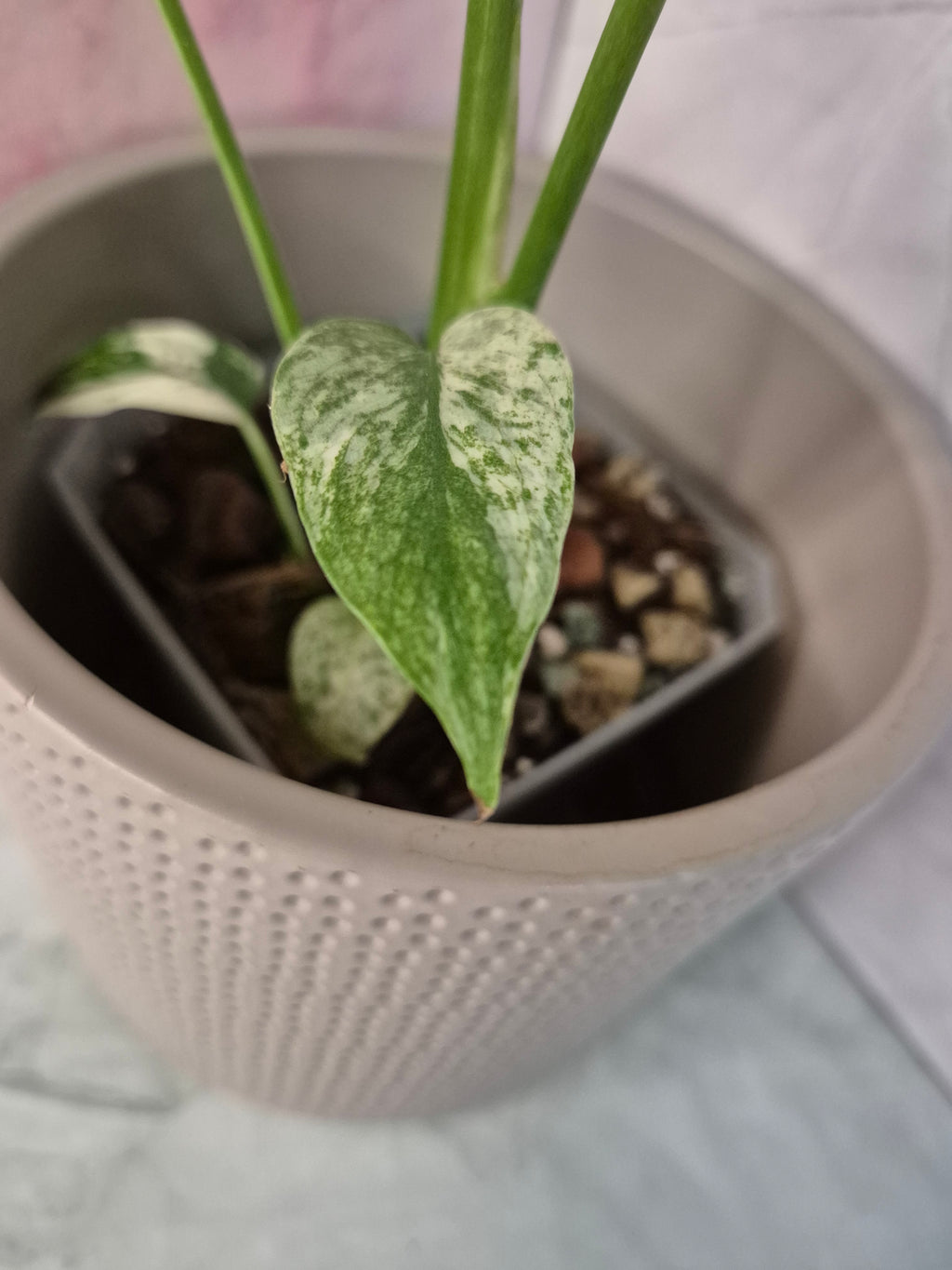 Monstera Mint #5