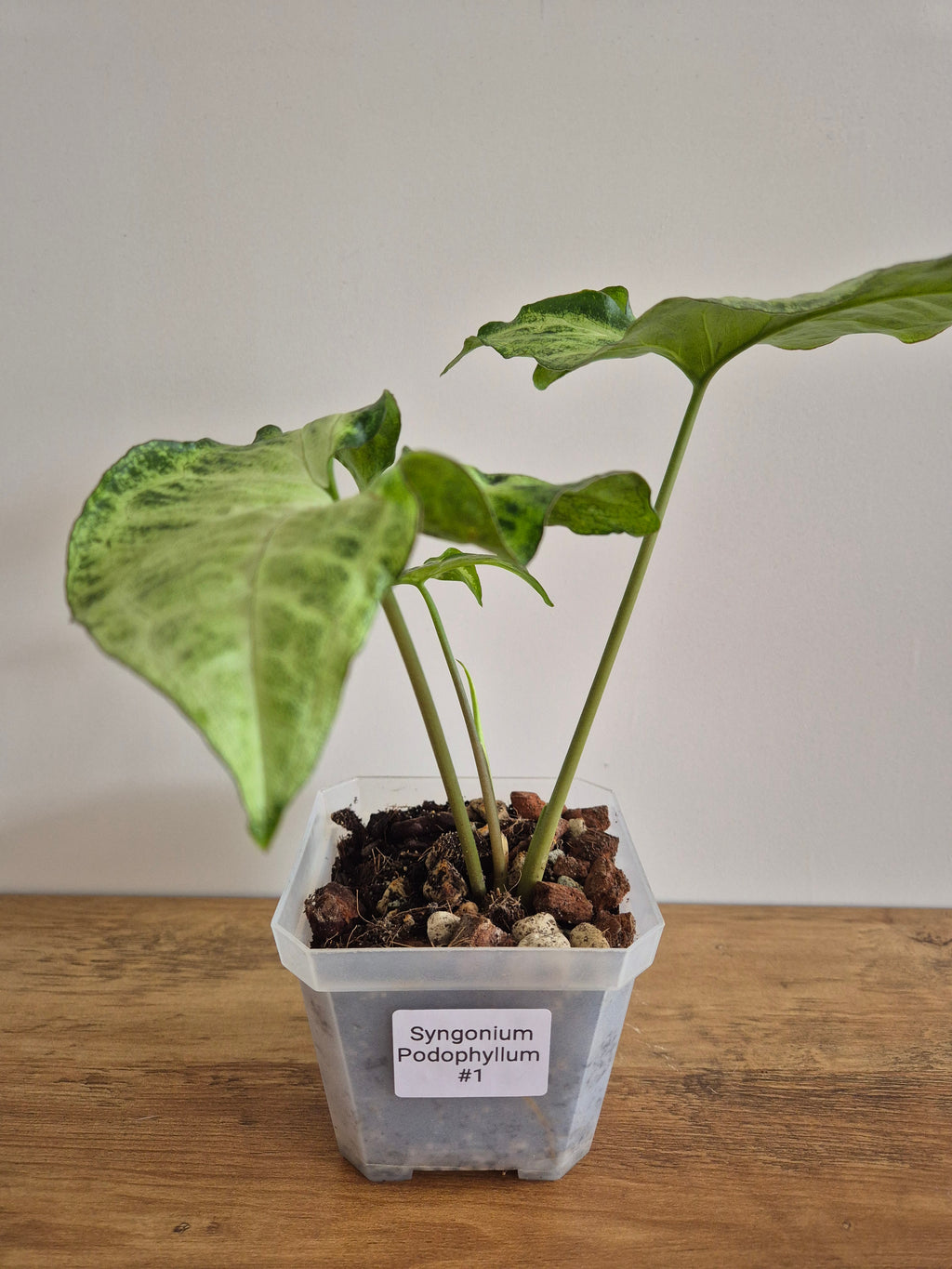 Syngonuim Podophyllum #1
