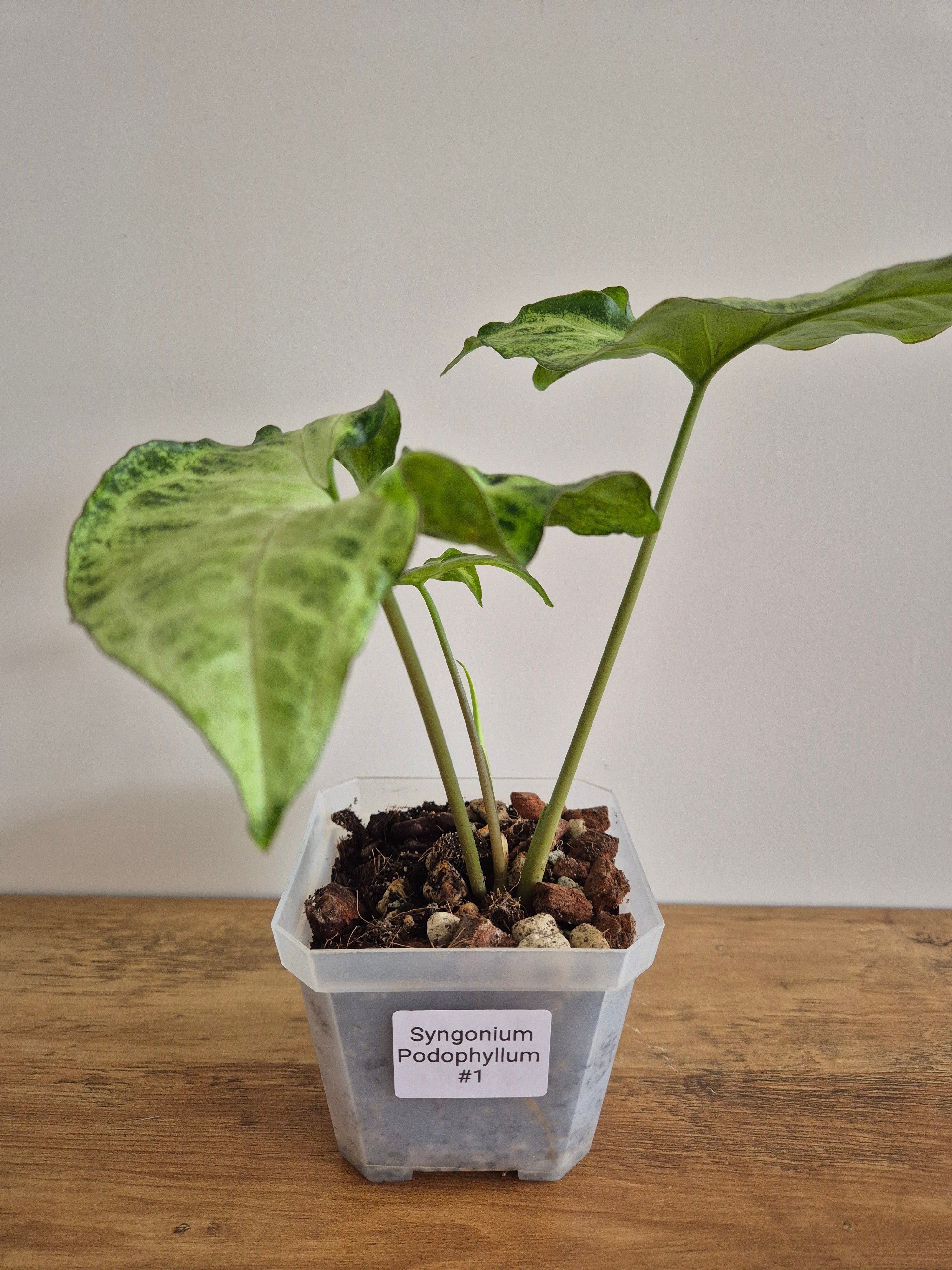 Syngonuim Podophyllum #1