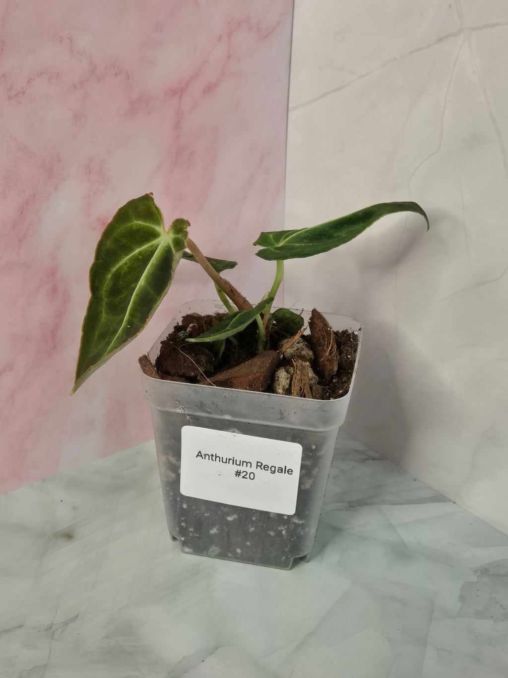Anthurium Regale #20