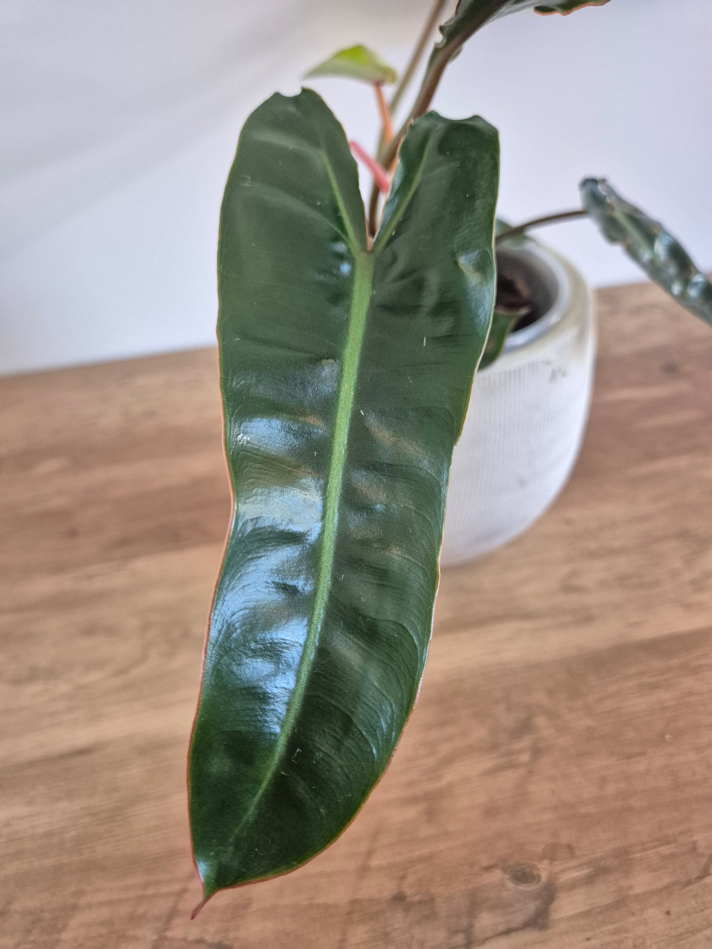 Philodendron Billietiae #2