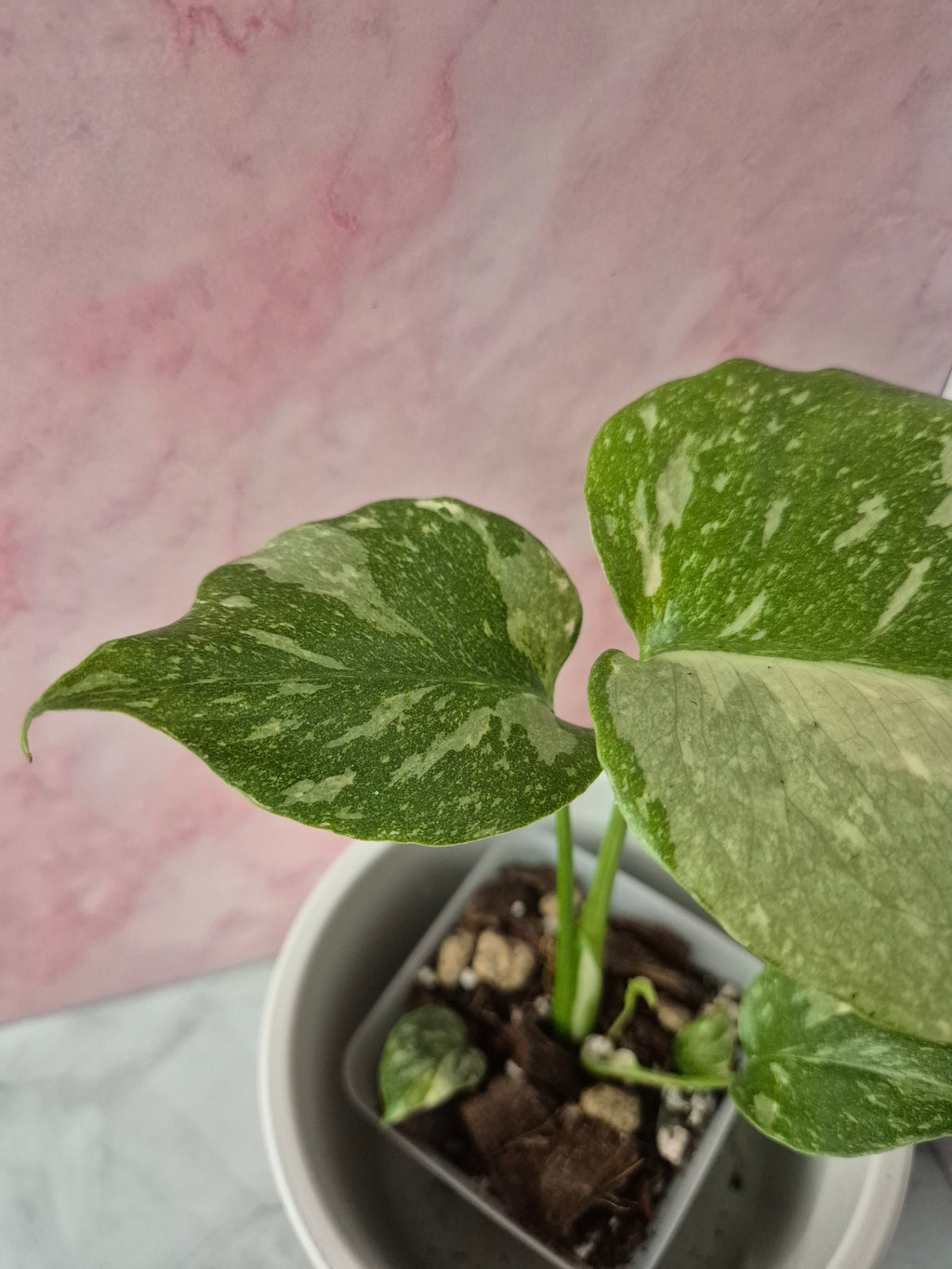 Monstera Thai Constellation #6