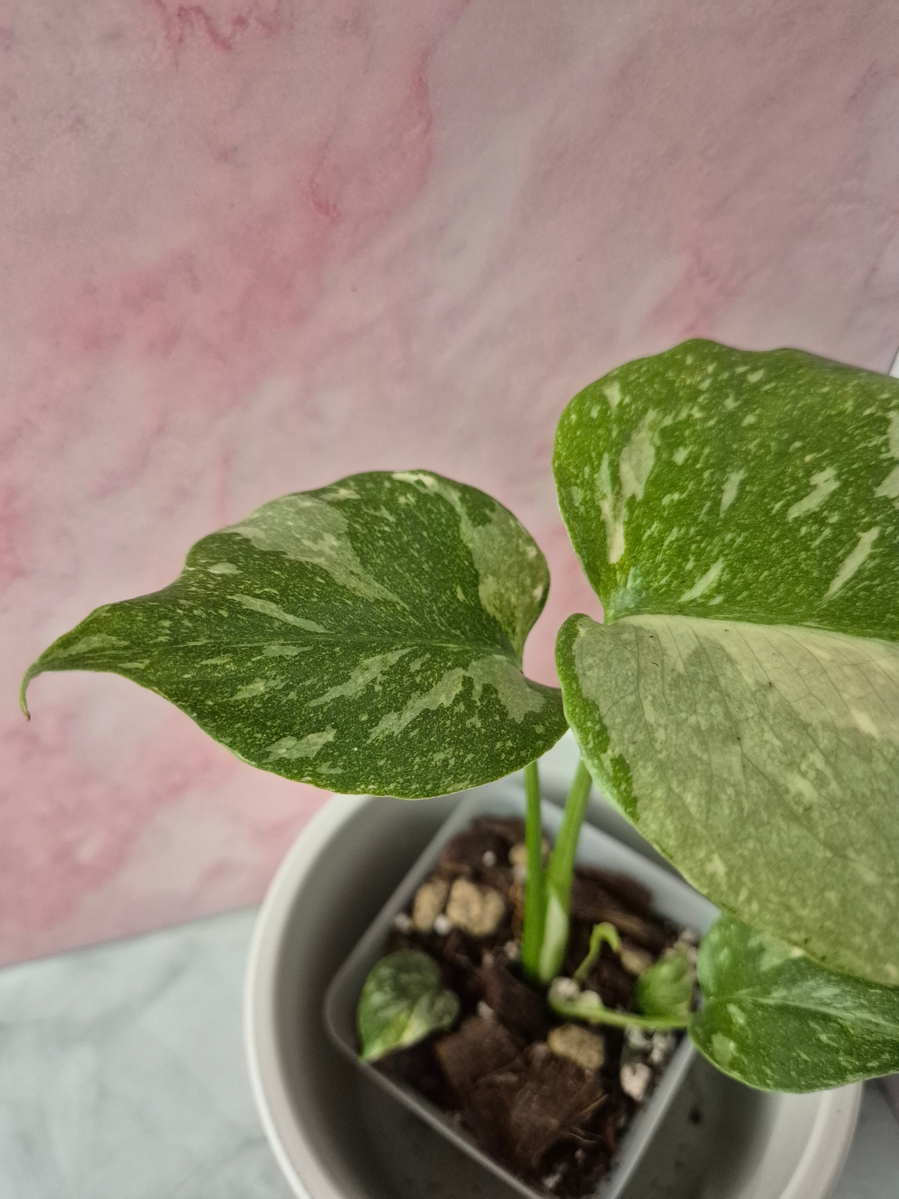 Monstera Thai Constellation #6