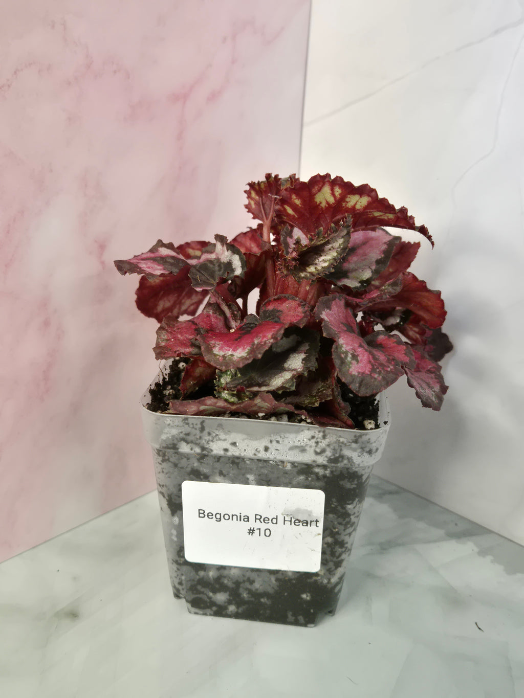 Begonia Red Heart #10