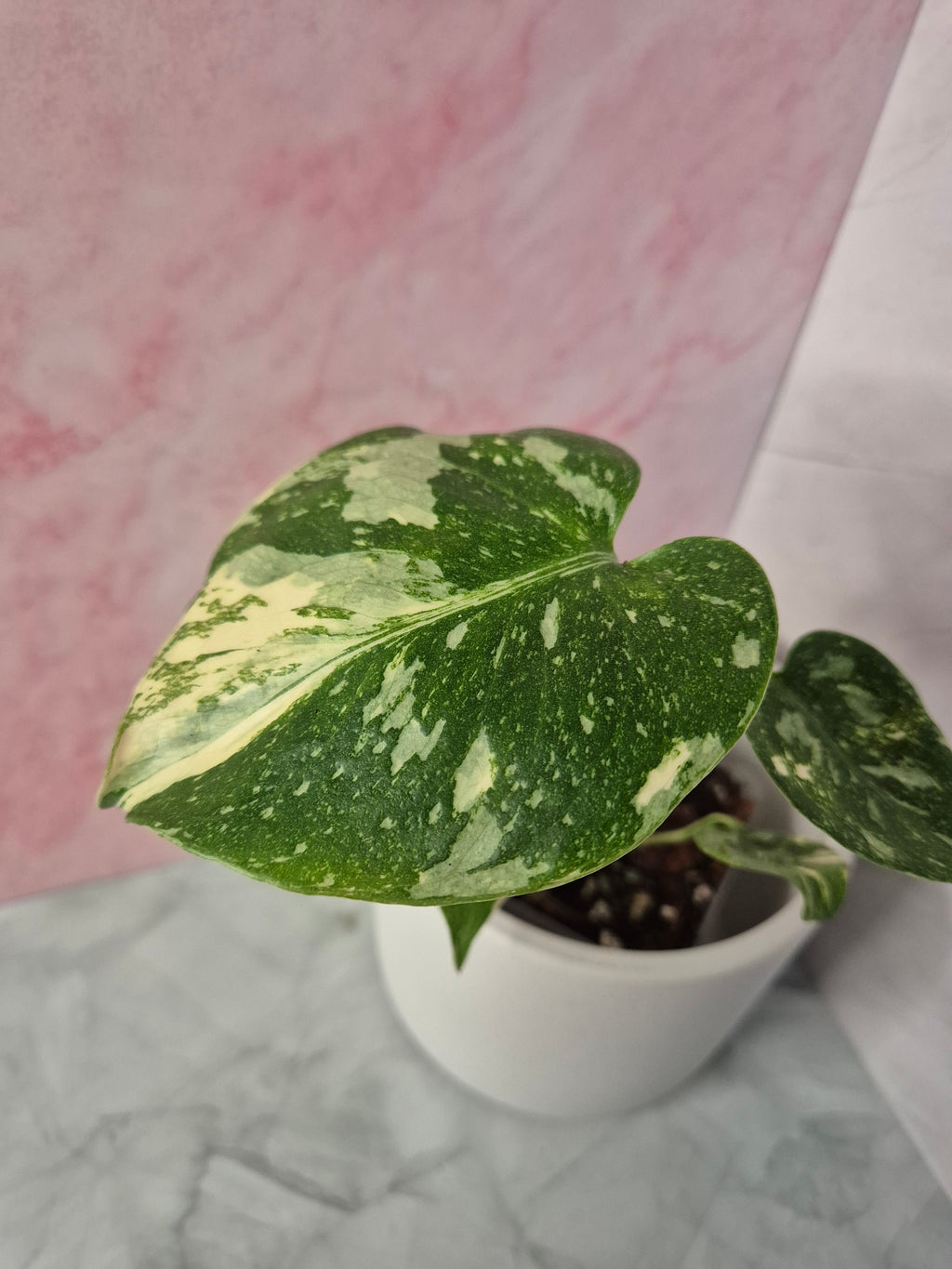 Monstera Thai Constellation #20