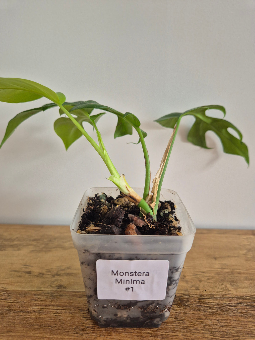 Monstera minima #1 (Rhaphidophora Tetrasperma)