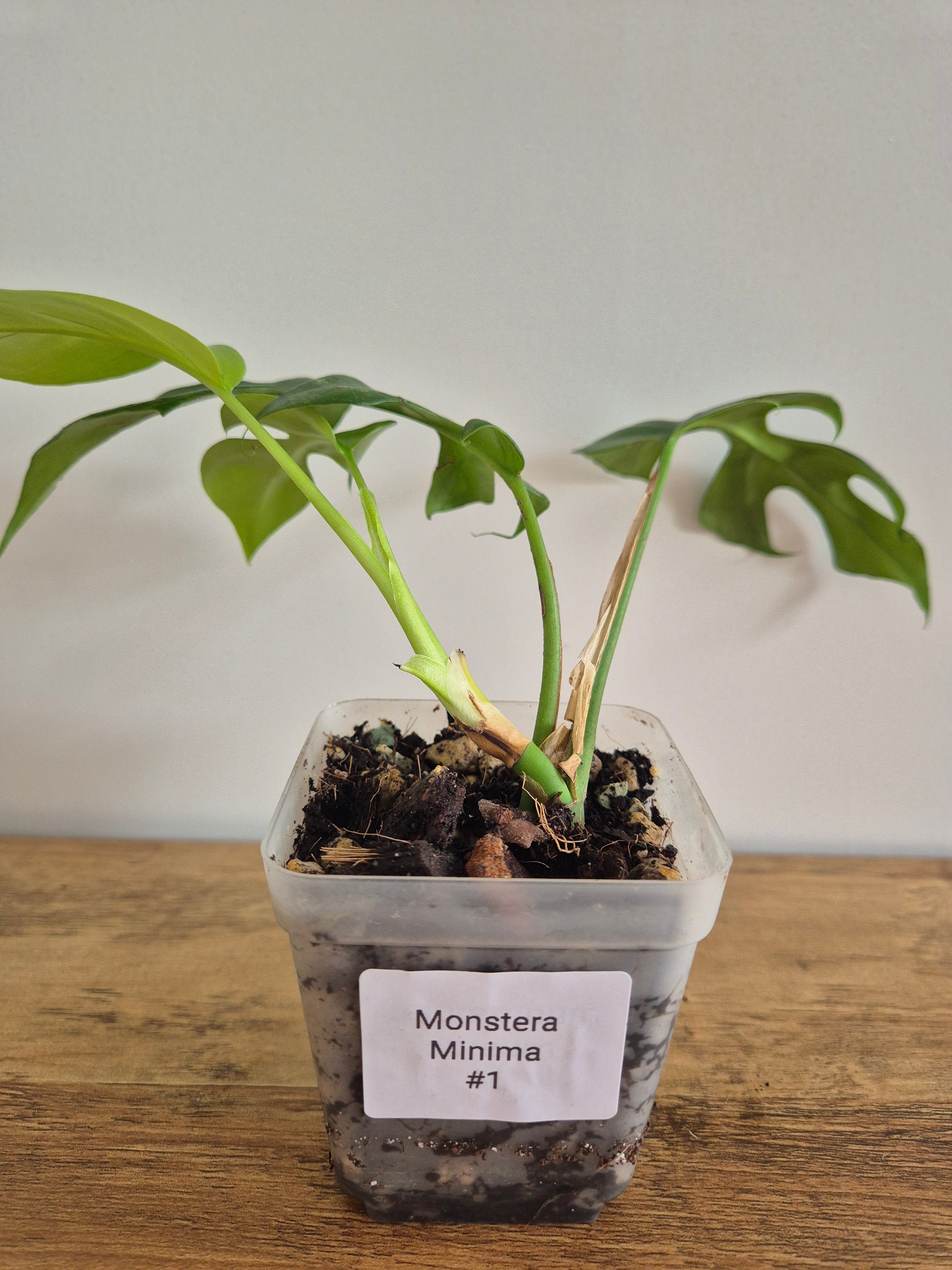 Monstera minima #1 (Rhaphidophora Tetrasperma)
