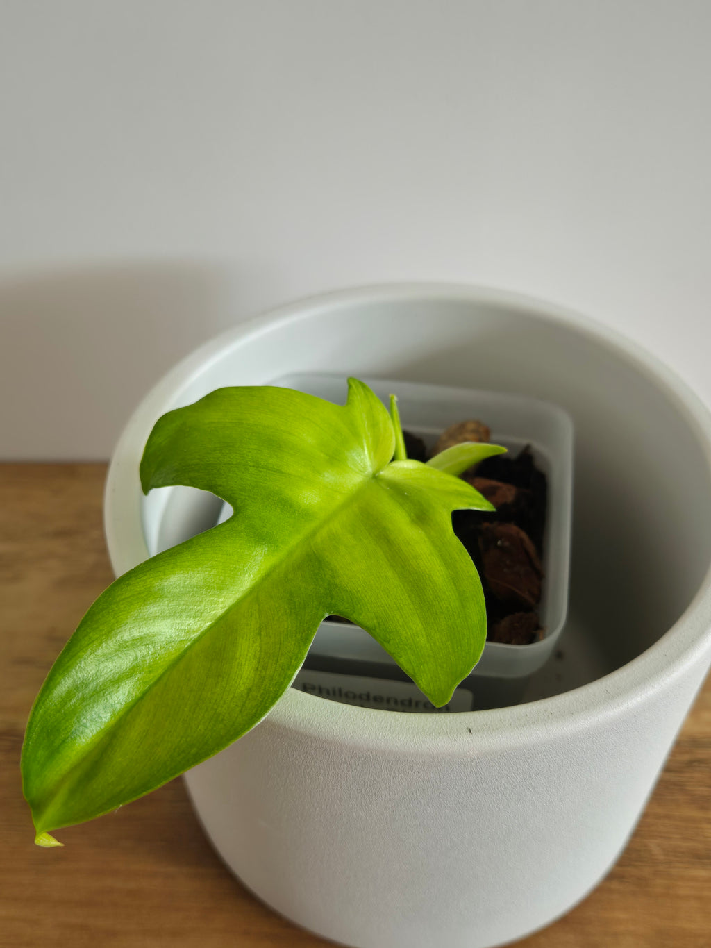 Philodendron Florida Ghost #1