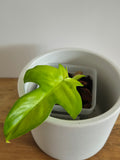 Philodendron Florida Ghost #1