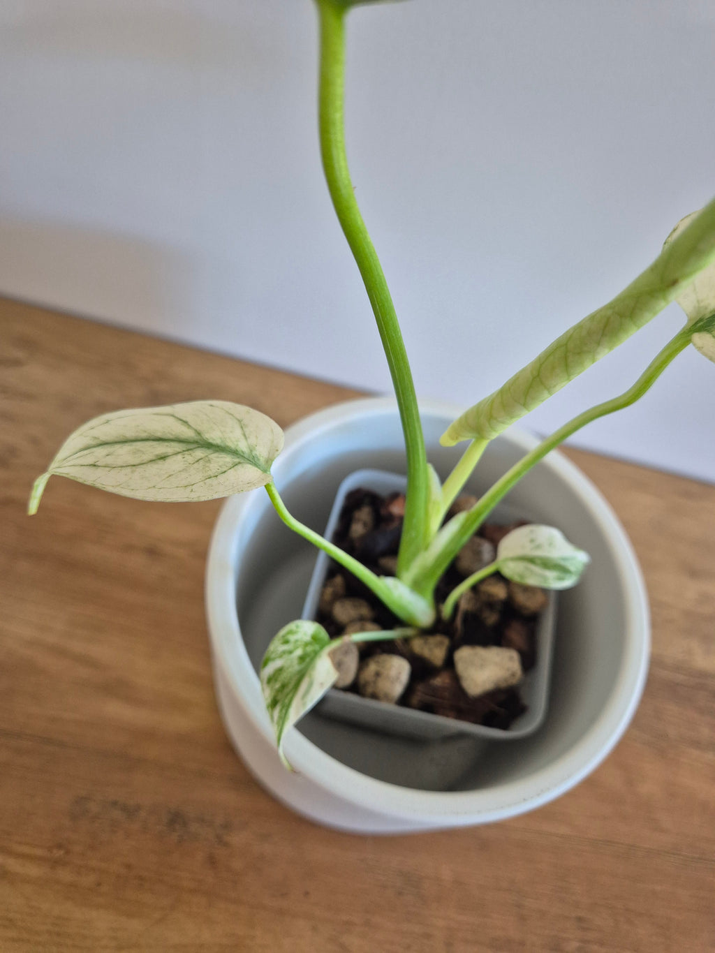 Monstera mint #1