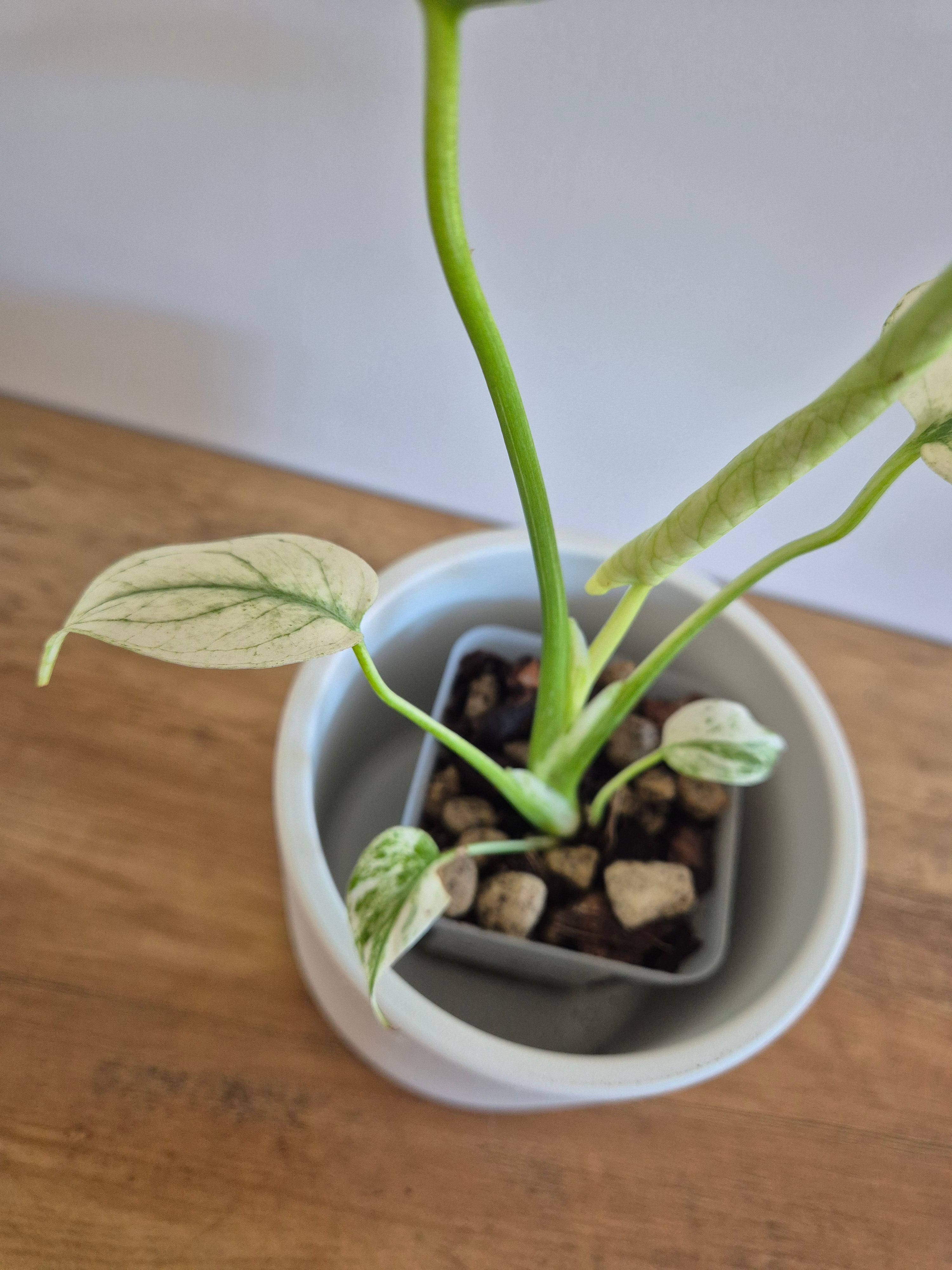 Monstera mint #1