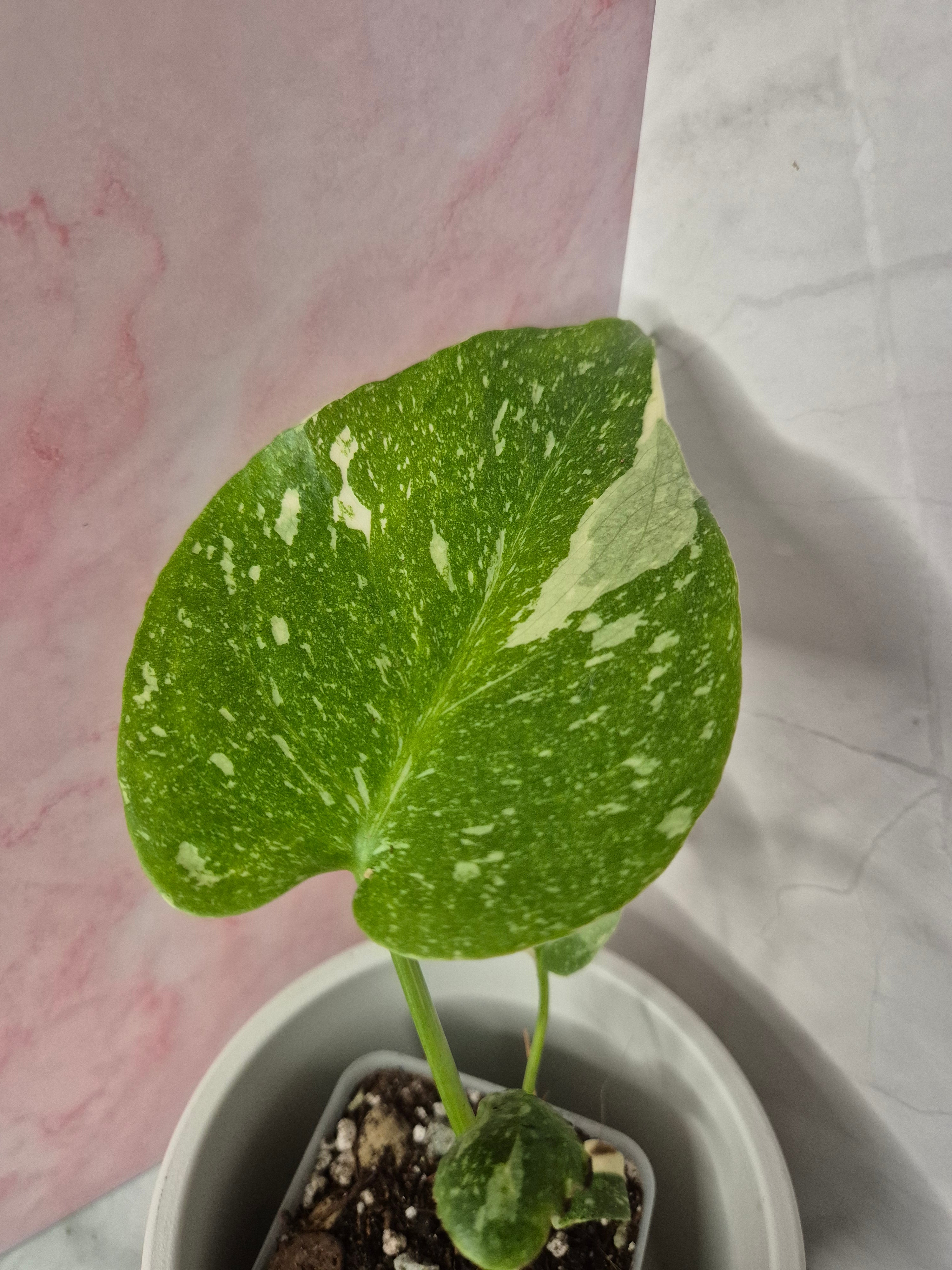 Monstera Thai Constellation #4