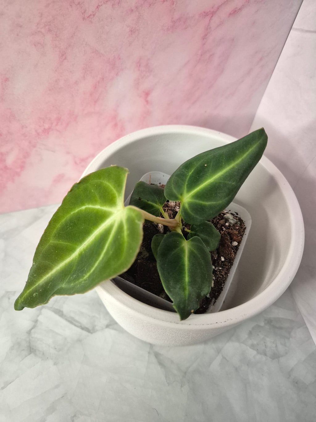 Anthurium Regale #1