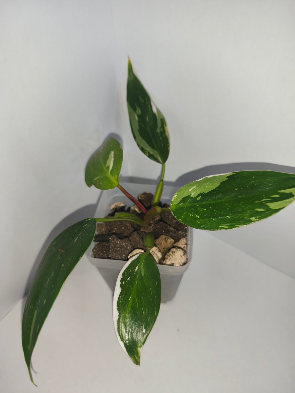 Philodendron White Princess #4