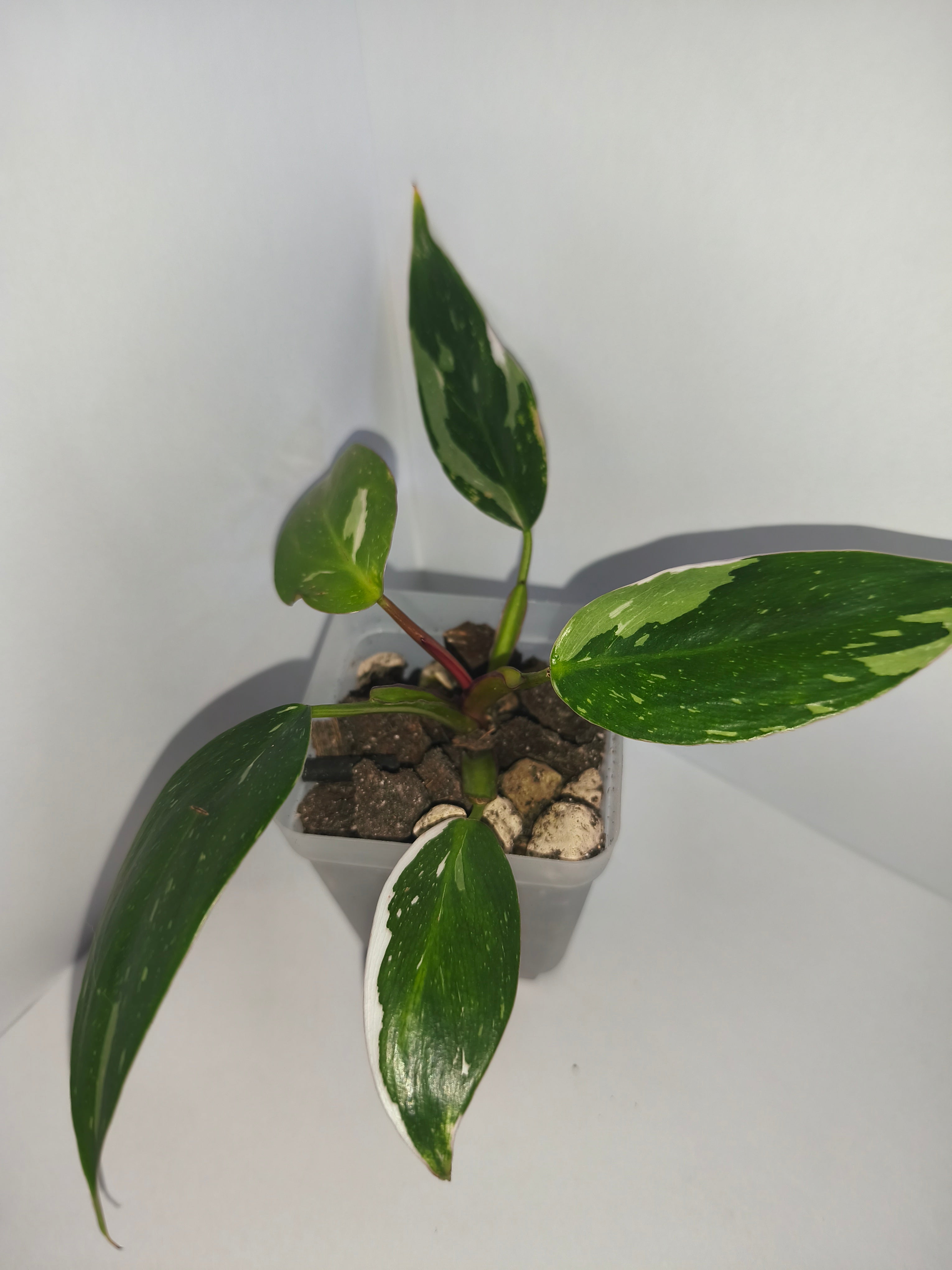 Philodendron White Princess #4