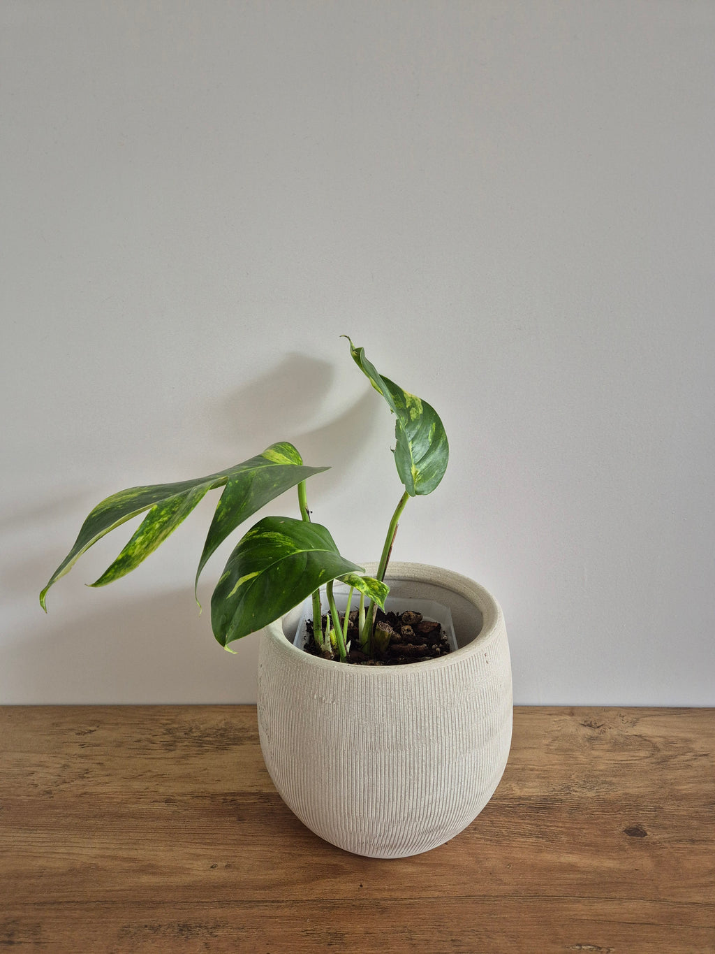 Epipremnum Pinnatum Cintho Goldfinger #3