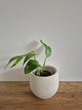 Epipremnum Pinnatum Cintho Goldfinger #3