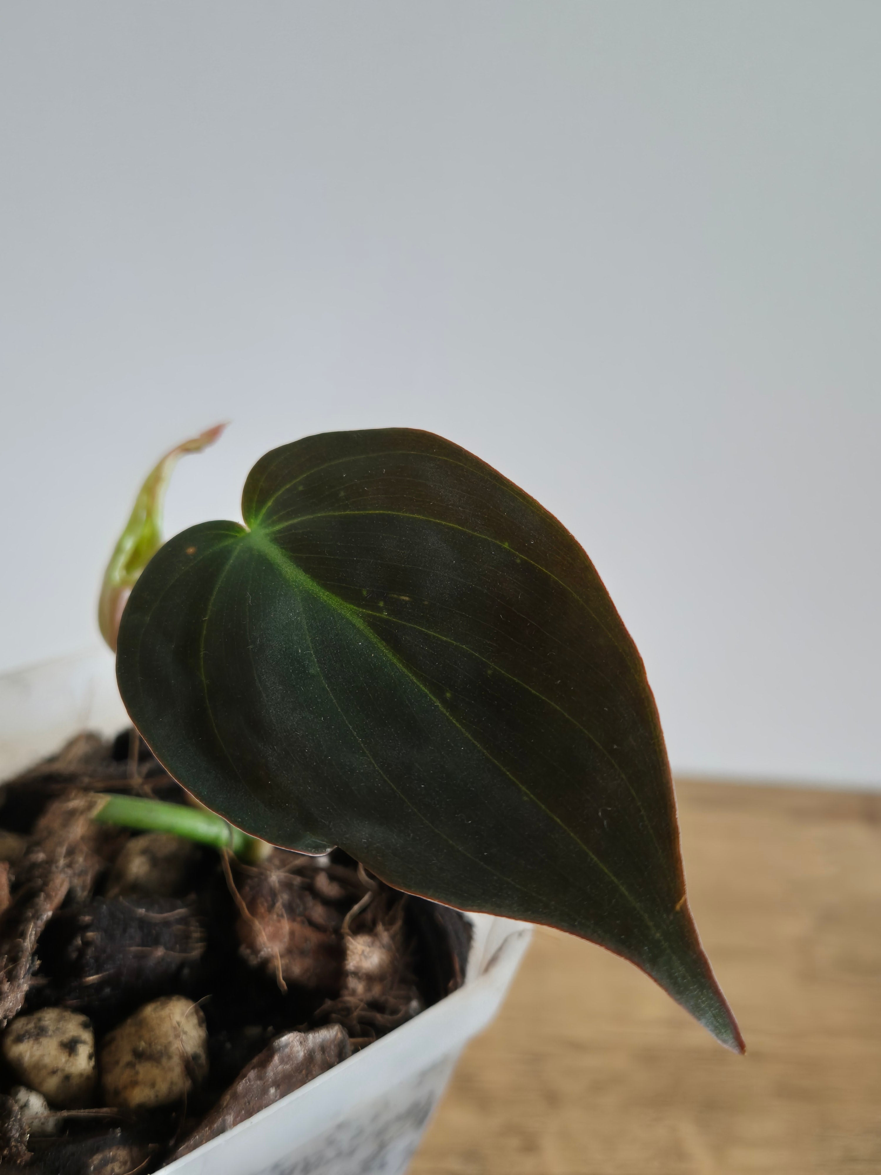 Philodendron Micans #4