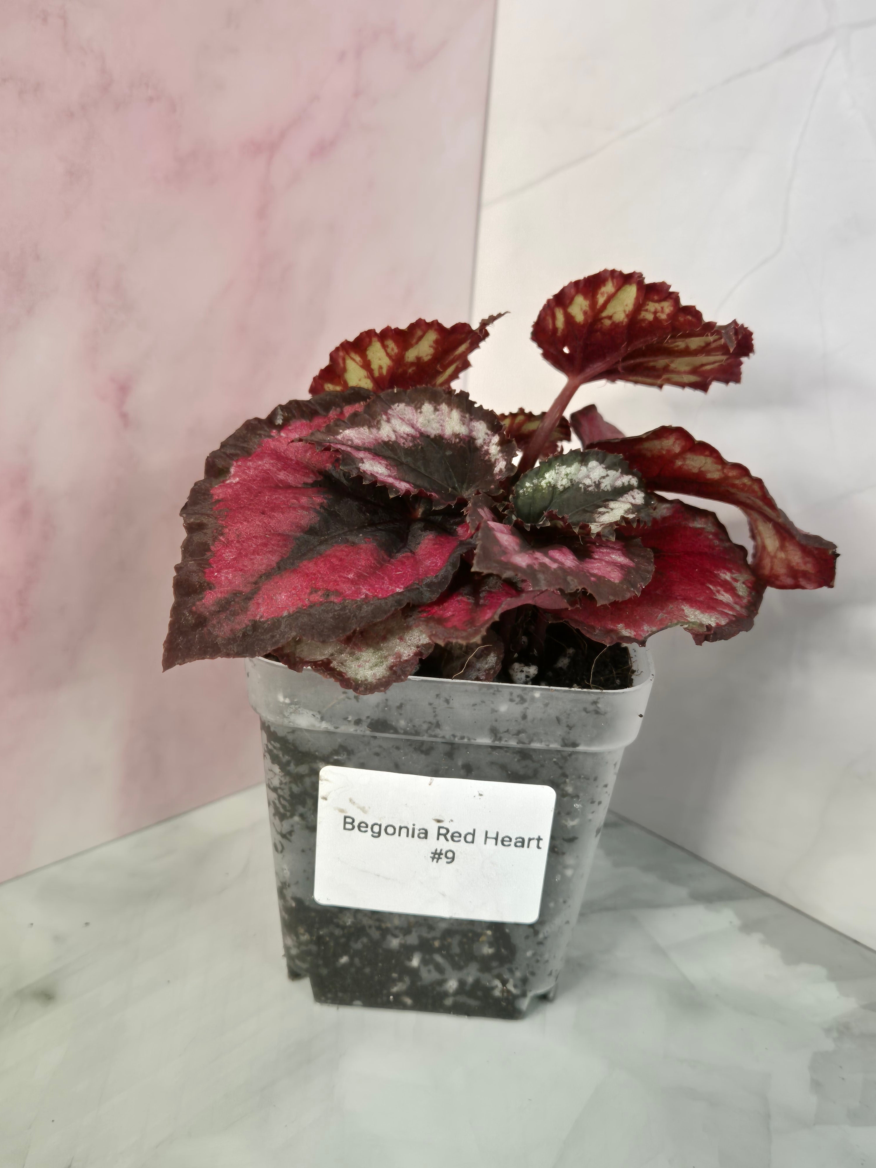 Begonia Red Heart #9