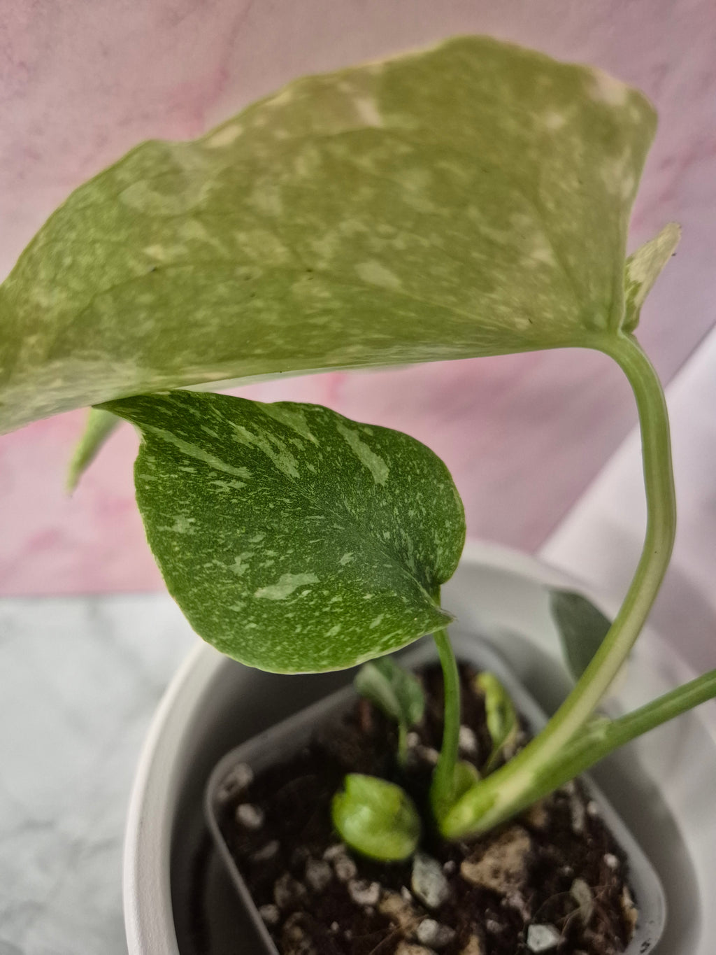 Monstera Thai Constellation #3