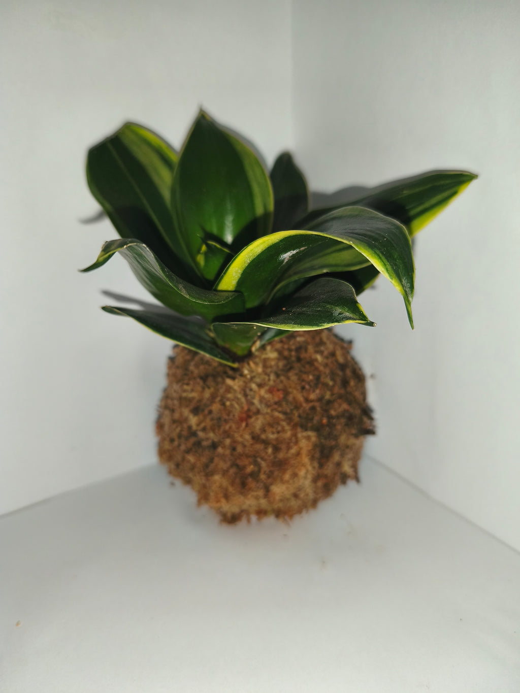 Kokedama #4