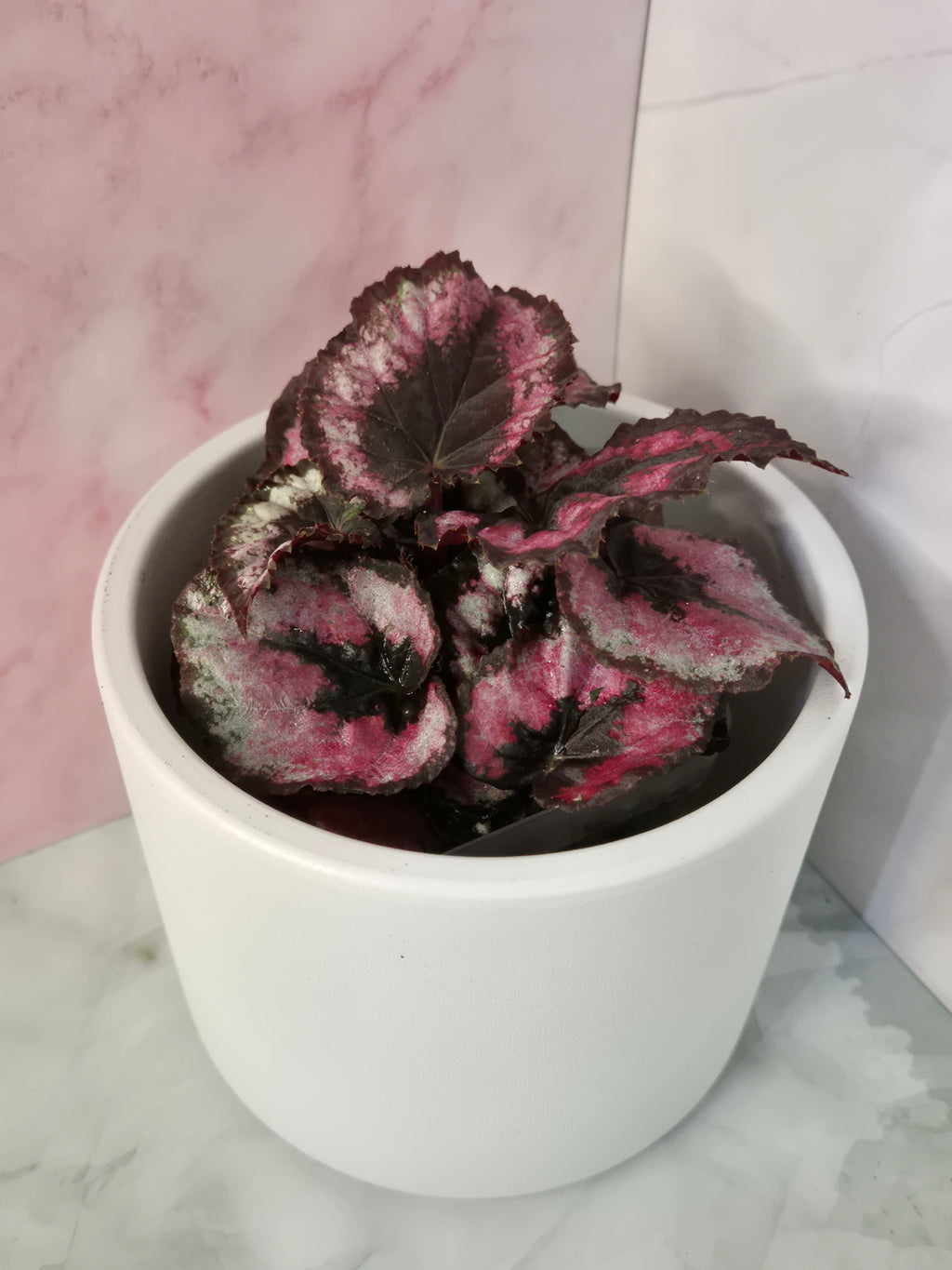 Begonia Red Heart #11
