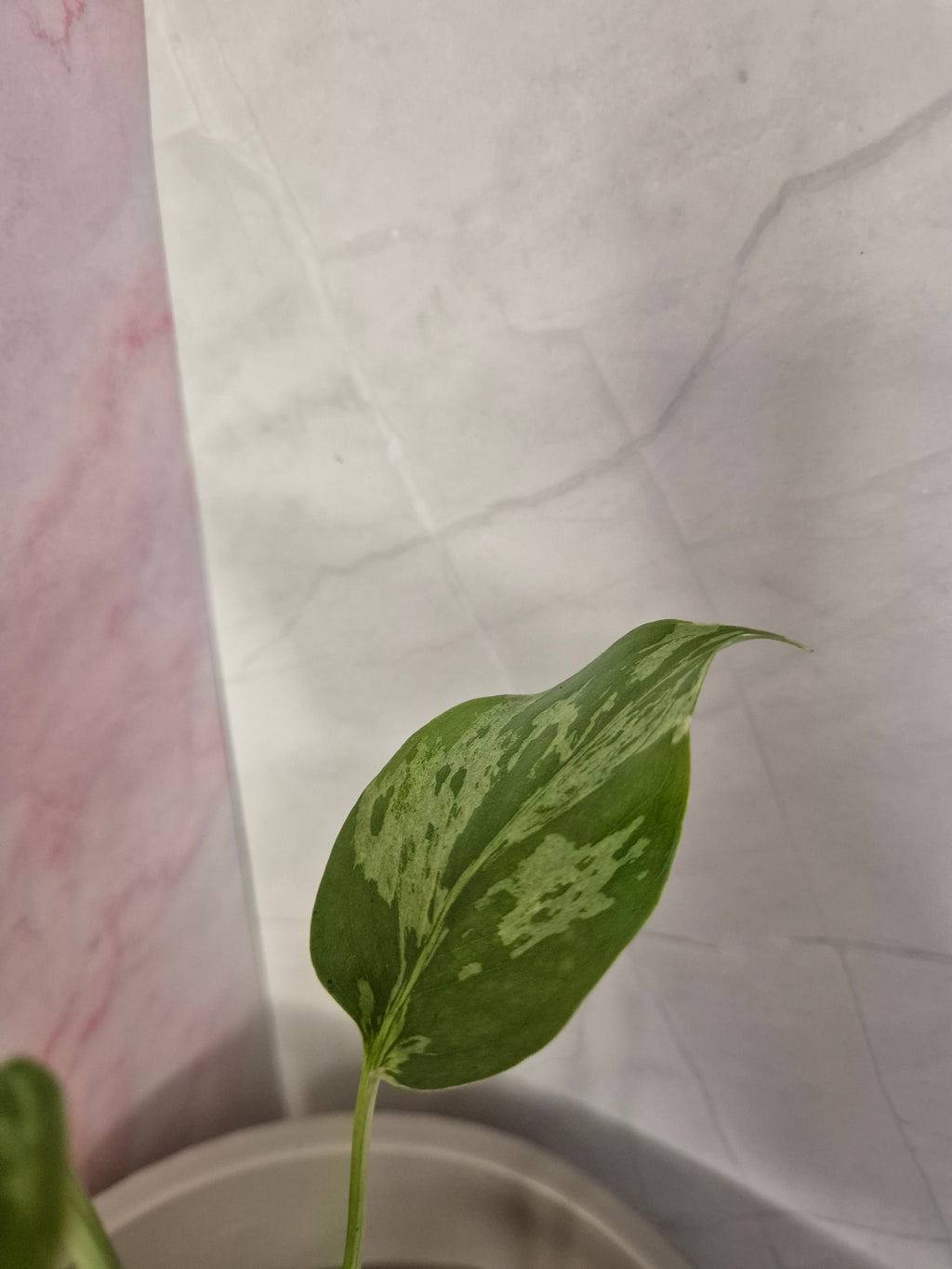 Monstera Deliciosa Bulbasaur #1
