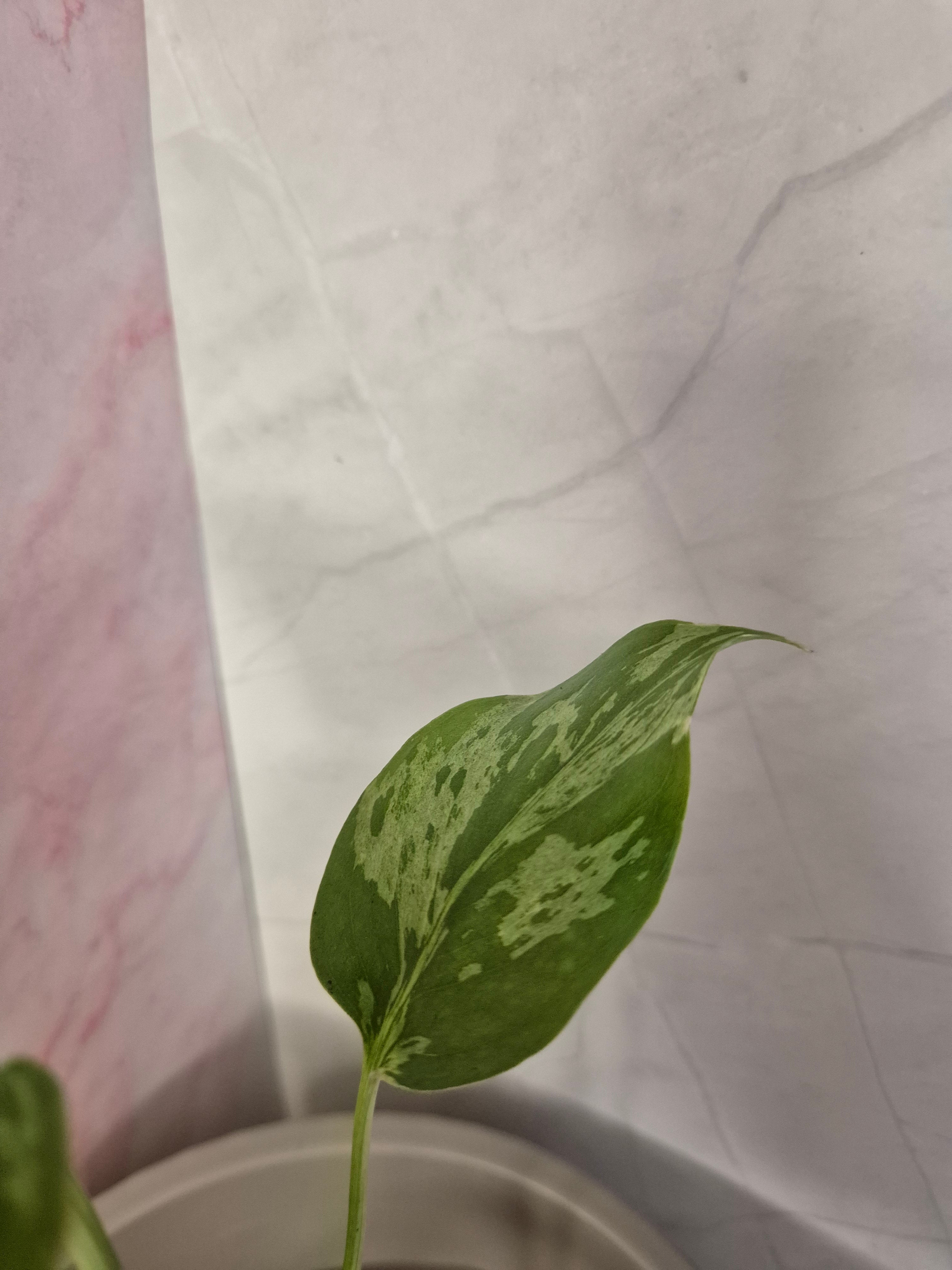 Monstera Deliciosa Bulbasaur #1