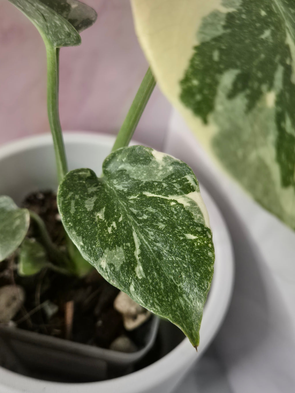 Monstera Thai Constellation #23