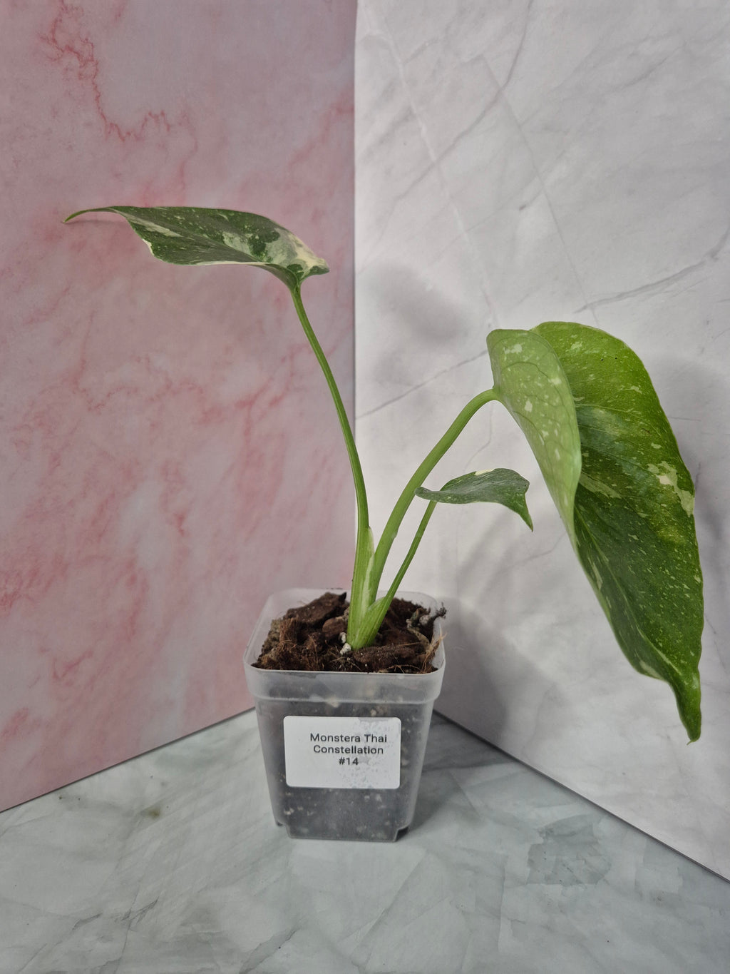 Monstera Thai Constellation #14