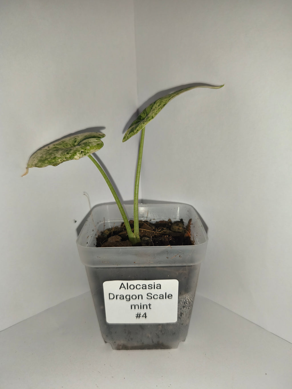 Alocasia Dragon Scale mint #4