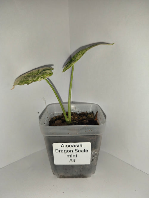 Alocasia Dragon Scale mint #4