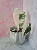 Alocasia Micholitziana Frydek Variegated #4