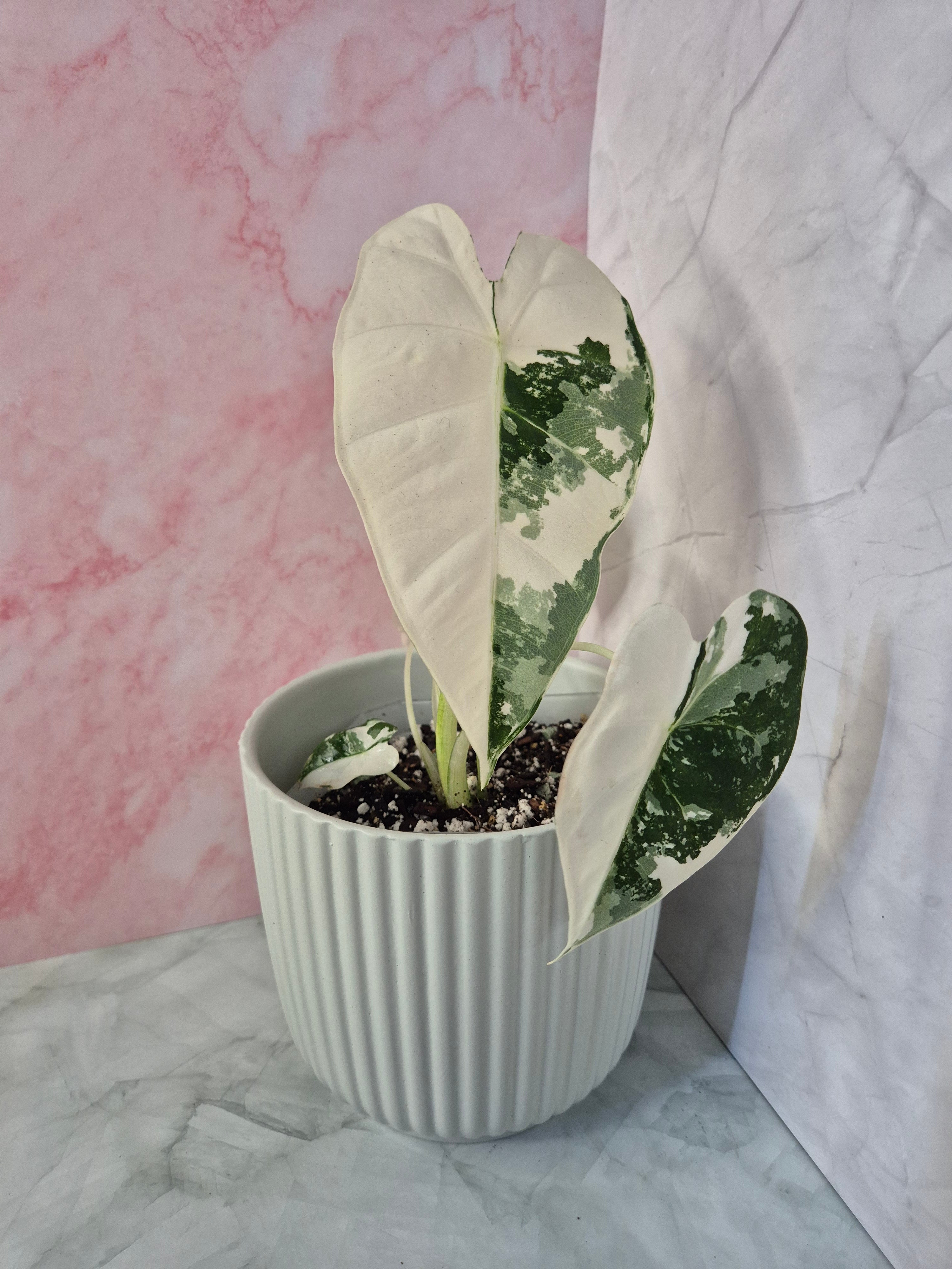 Alocasia Micholitziana Frydek Variegated #4