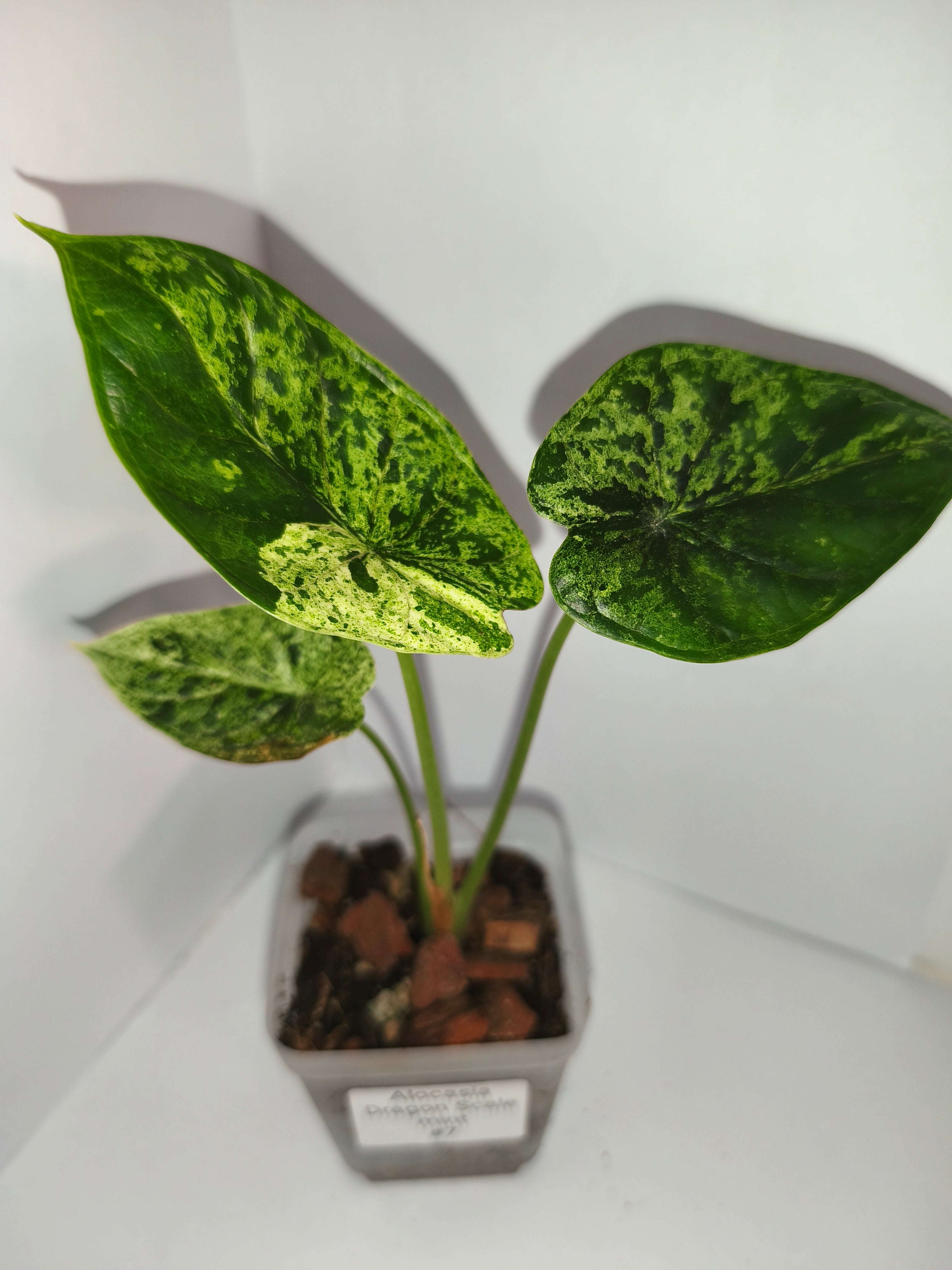 Alocasia Dragon Scale mint #7