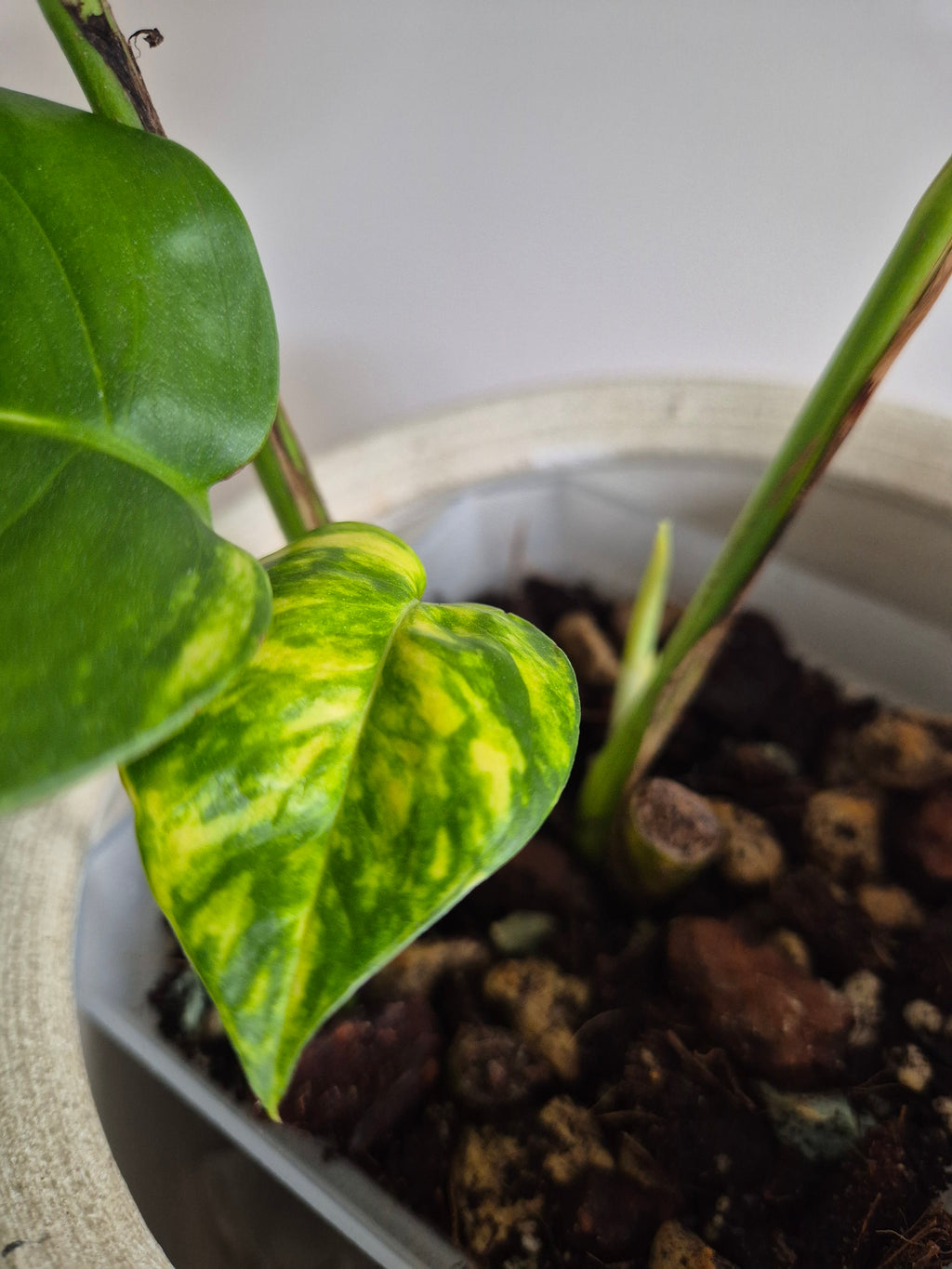 Epipremnum Pinnatum Cintho Goldfinger #3