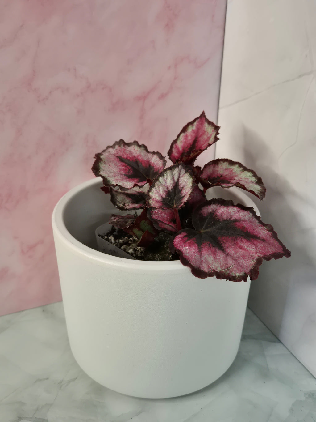 Begonia Red Heart #3