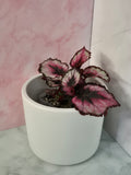 Begonia Red Heart #3