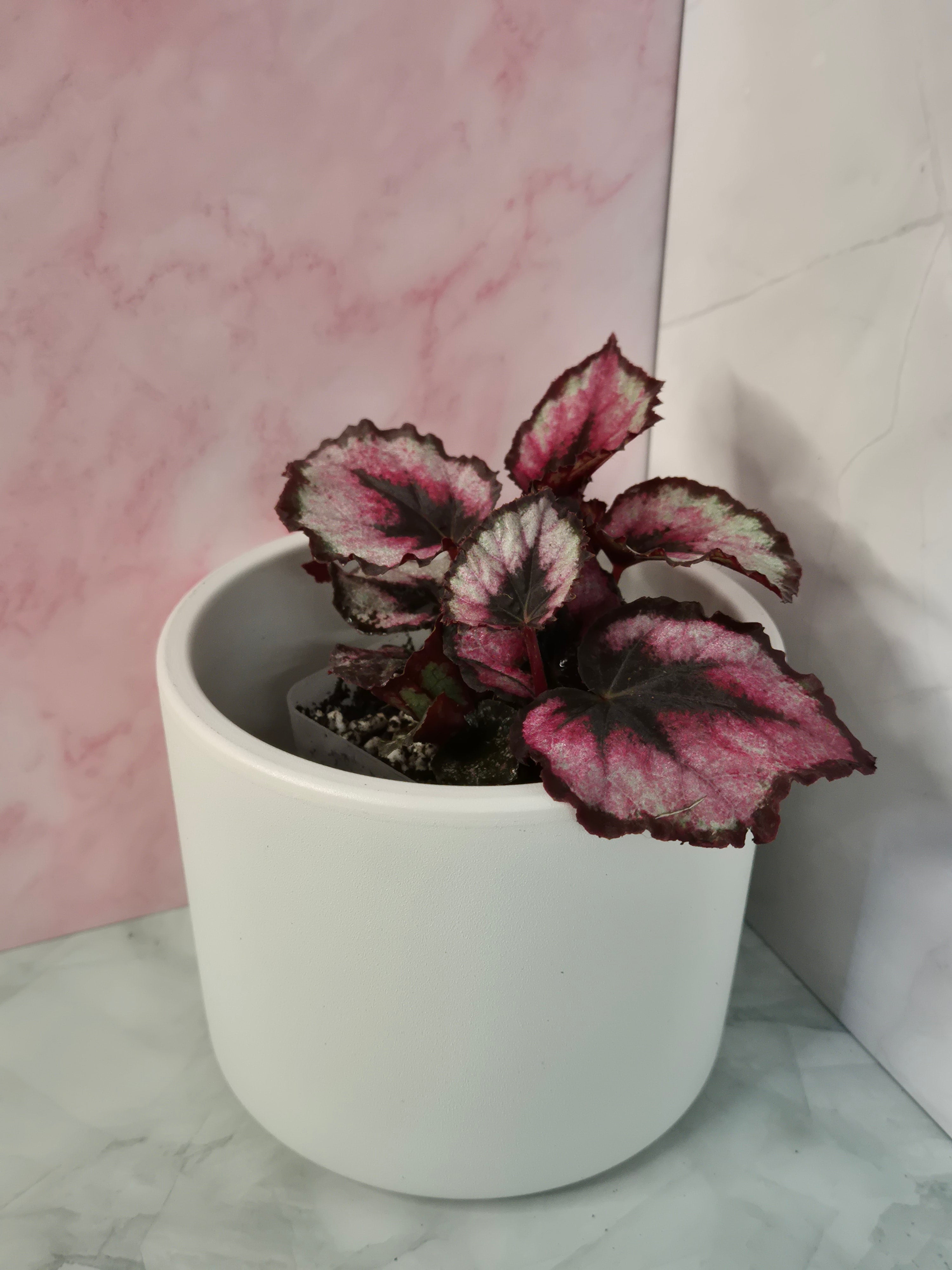 Begonia Red Heart #3