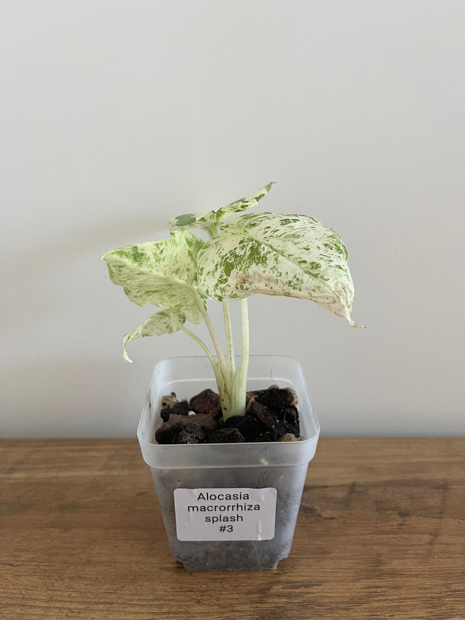 Alocasia Macrorrhiza splash #3